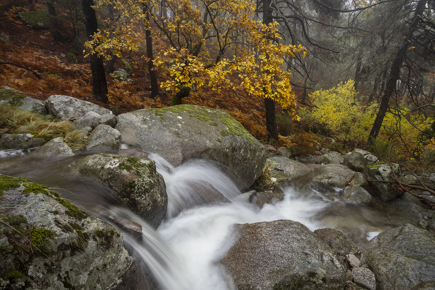 photography, mountain, autumn, flower, landscape, photo, awakening, flowers, land, landmark, lands, dramatic ligth, ligth, mountains, jimenez millan samuel