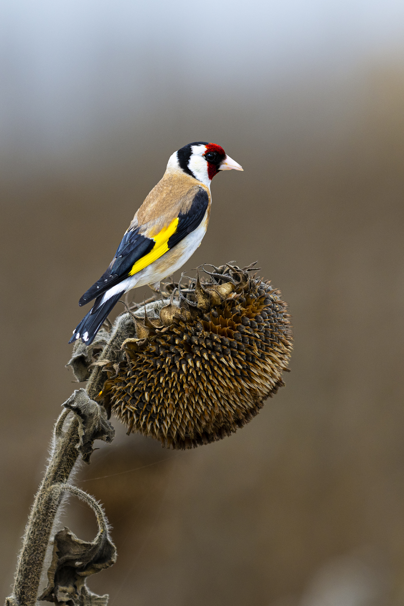 природа, Валерий Черняк