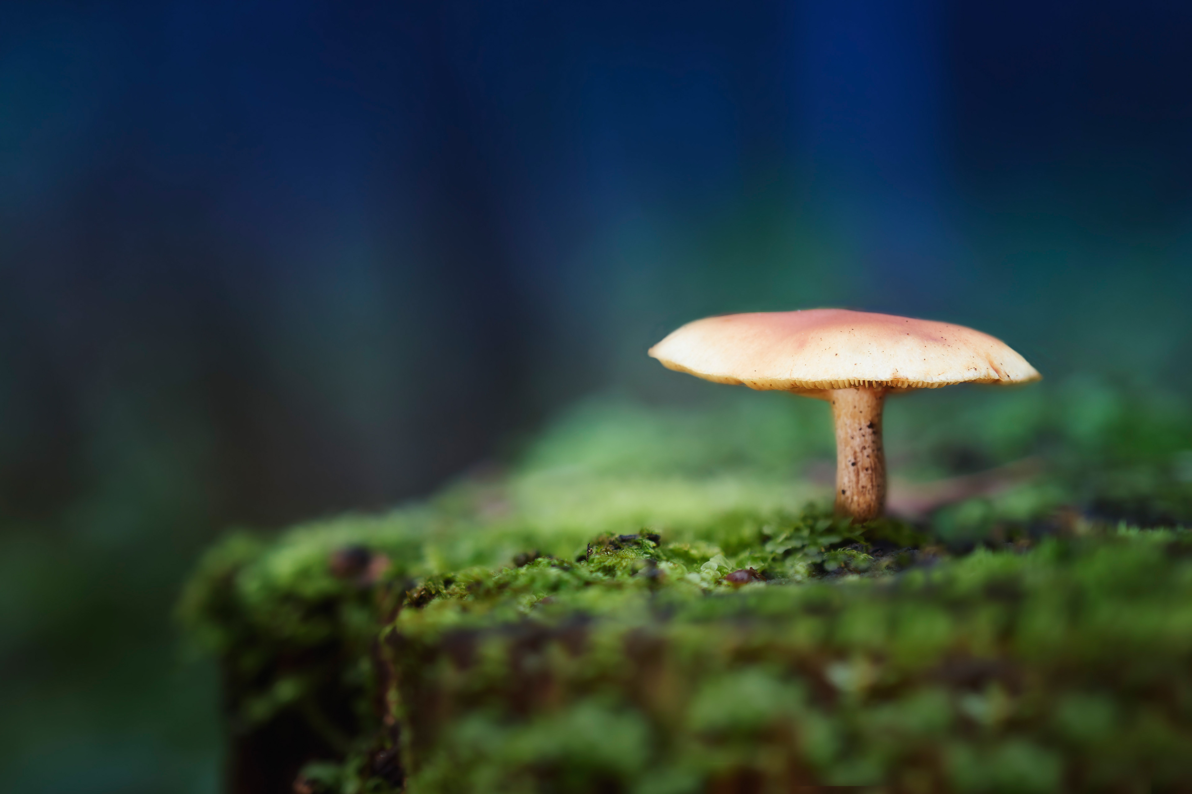 гриб, лес, Валерий Вождаев