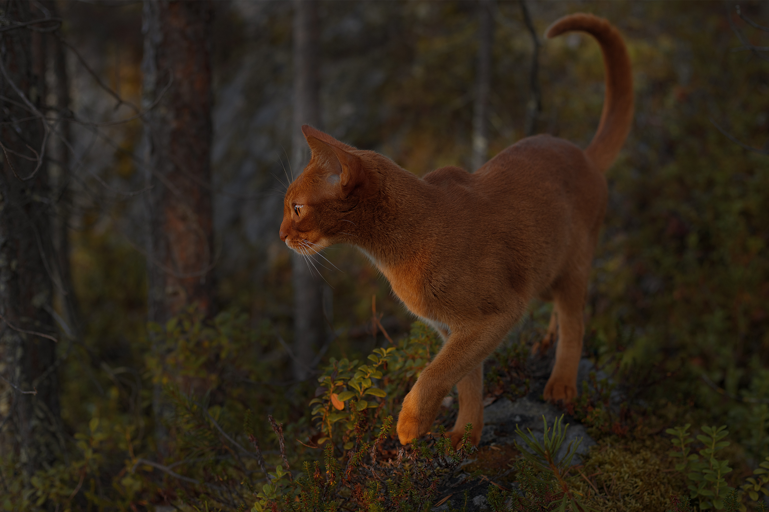 , Елена Михайлова