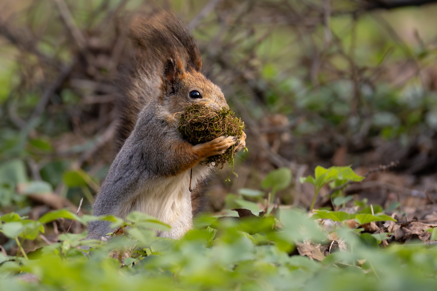 белка, белочка, Ruslan Pl