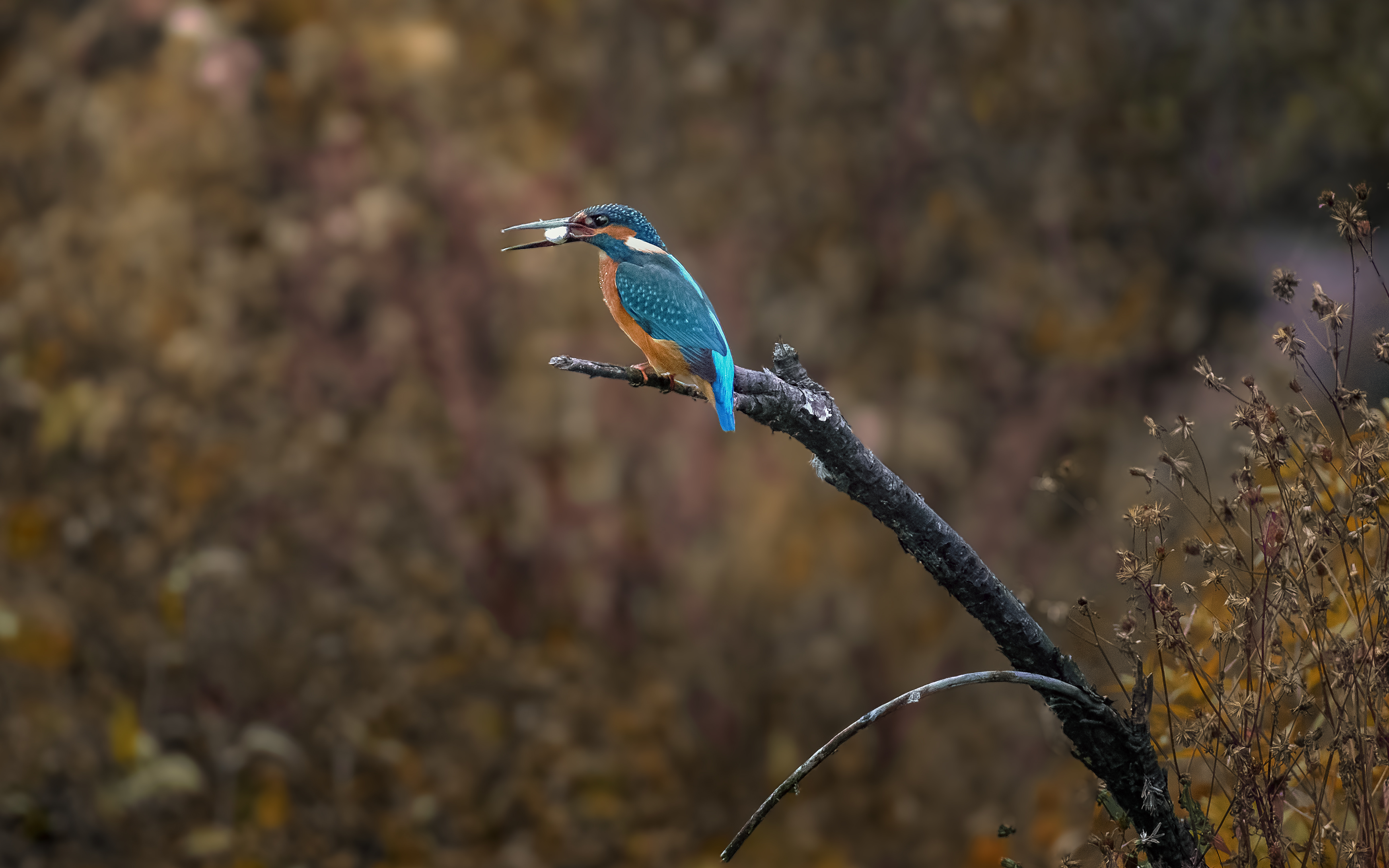 зимородок, kingfisher, Alcedo atthis, птица, дикая природа, bird, wild bird, птицы России, birdwatching, nature, wildlife photography, close‑up bird, Полина Шальнева