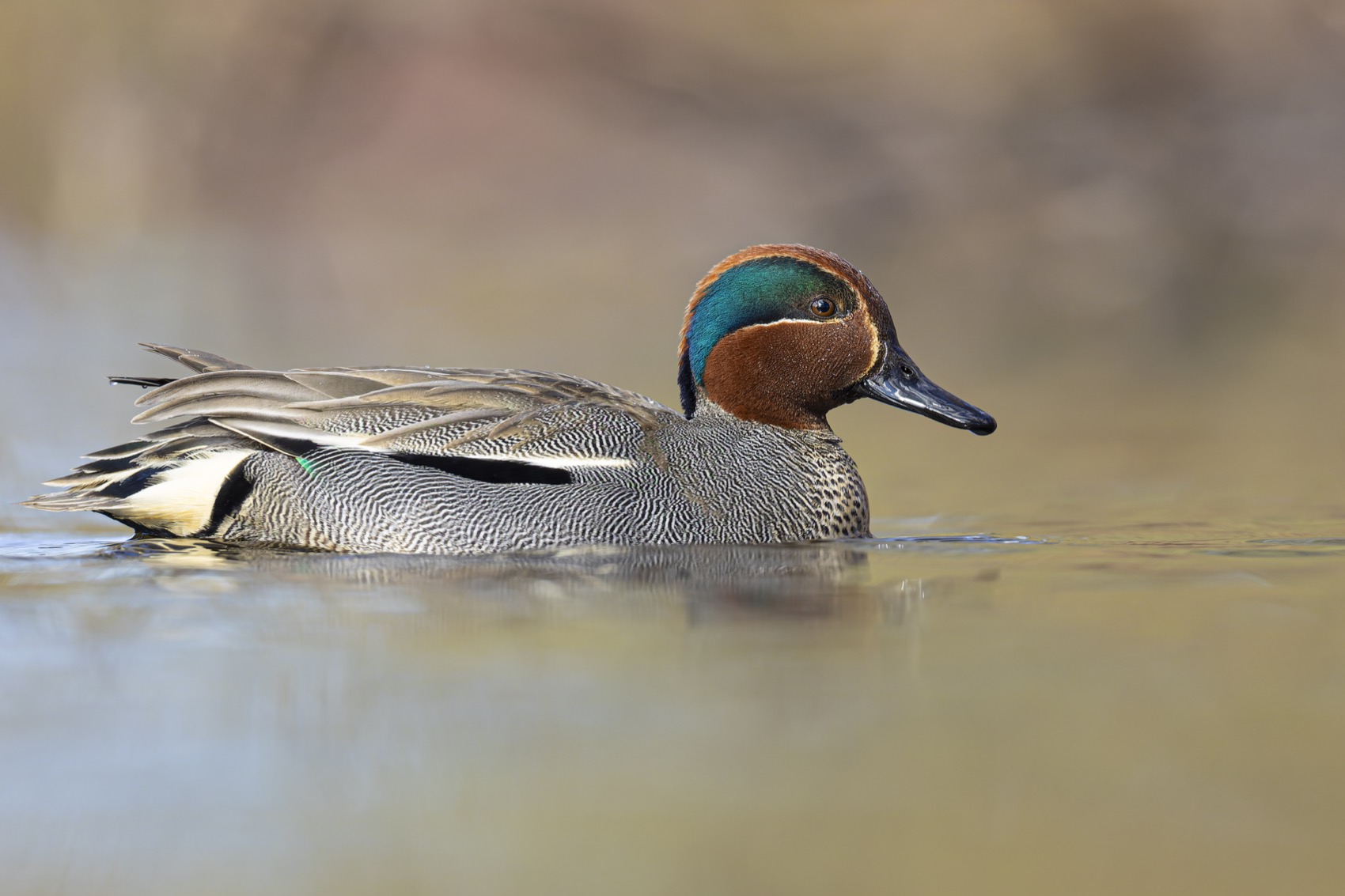чирок-свистунок, чирок свистунок, чирок, свистунок, птицы, утка, Ruslan Pl