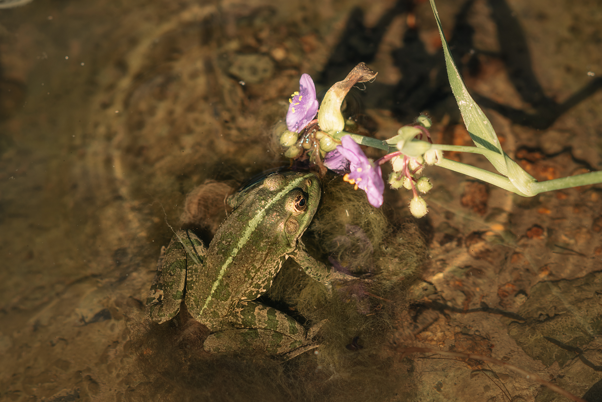 Пруд лягушка нимфеи водяные лилии,  Мария
