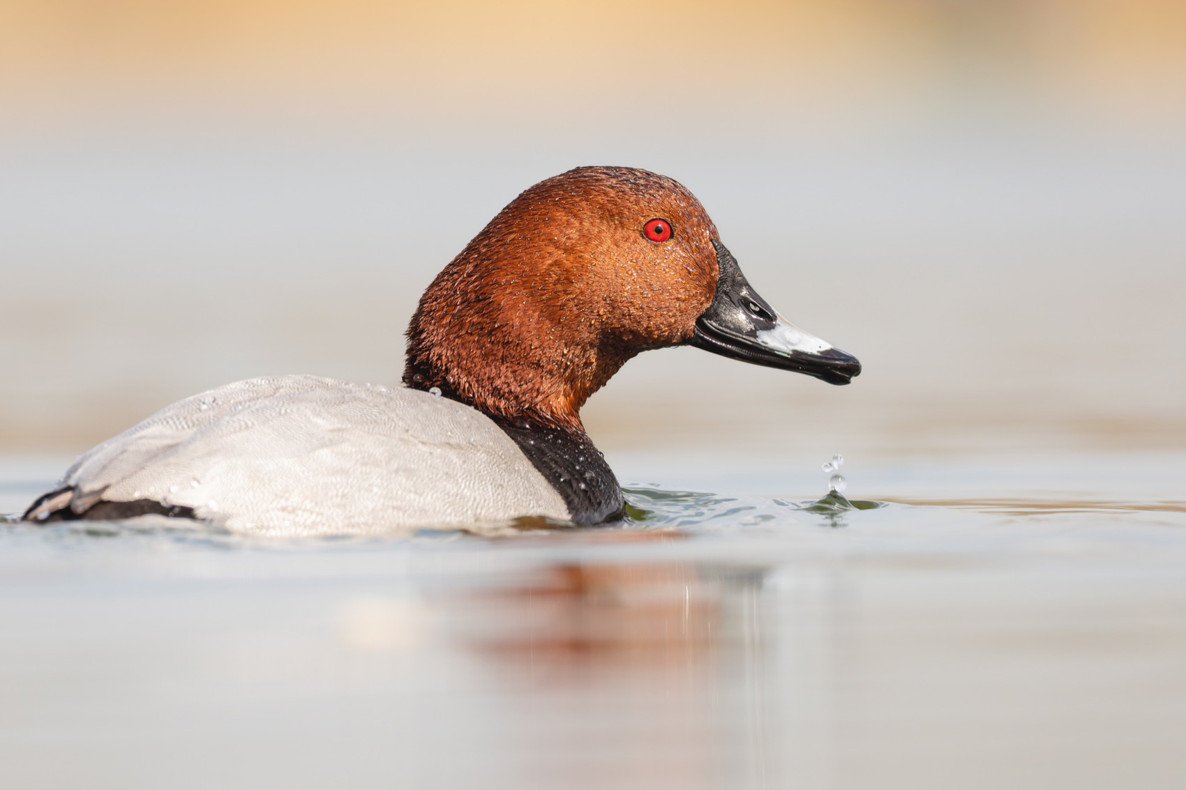 красноголовый нырок, птицы, утка, нырок, Ruslan Pl