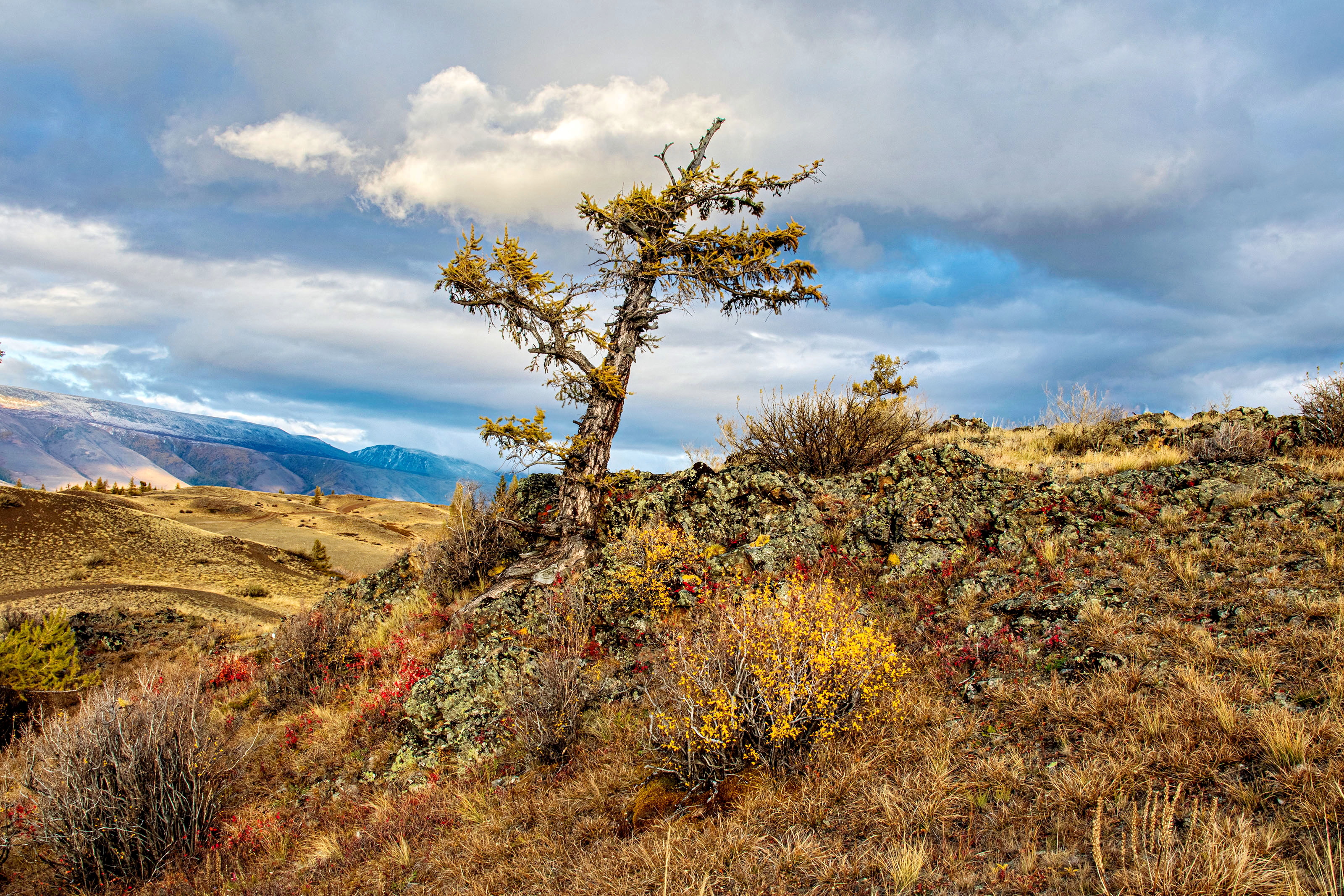 алтай, Добролюбова Тамара