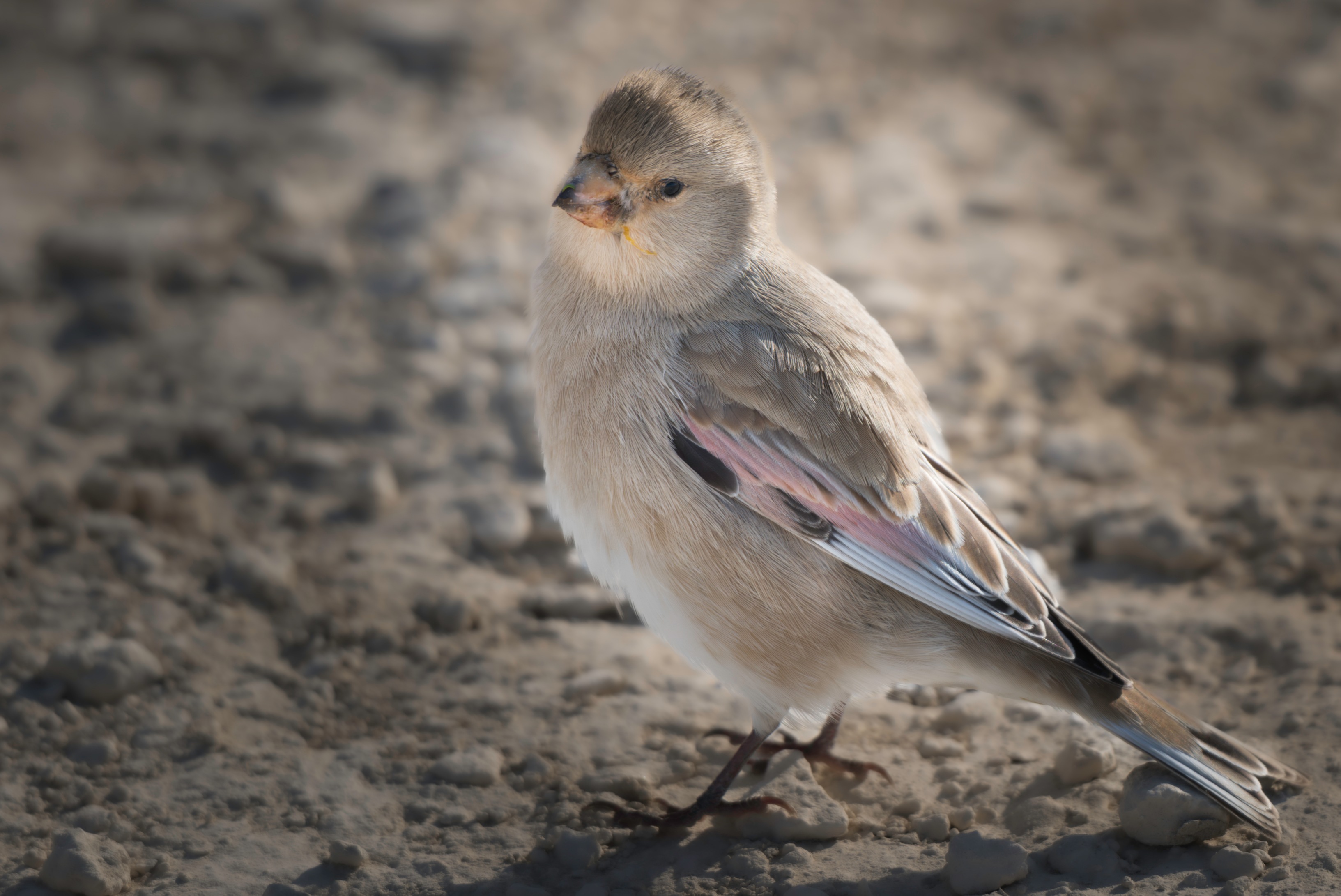 , Ширгин Сергей