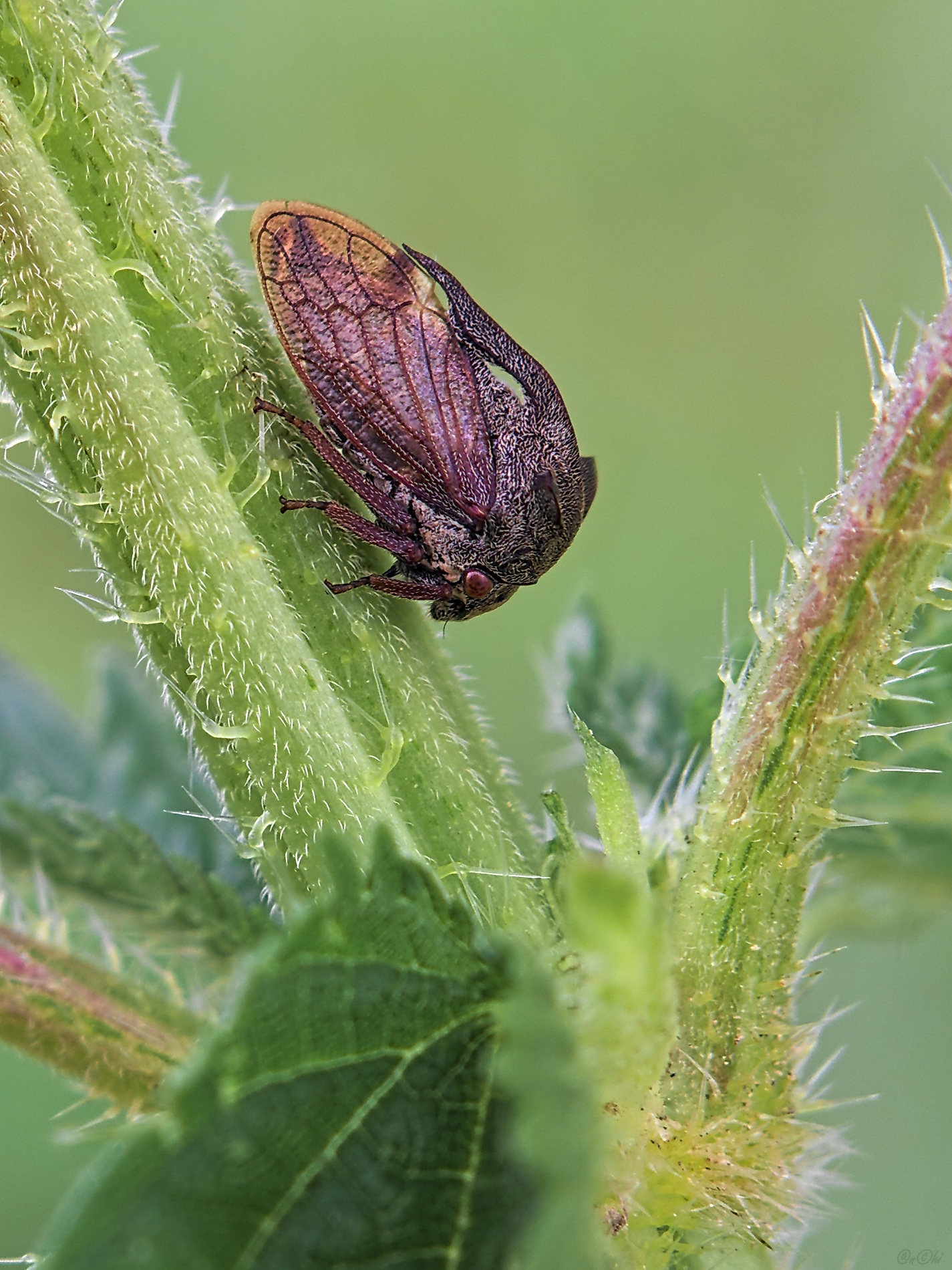 горбатка, Чи. Анатолий