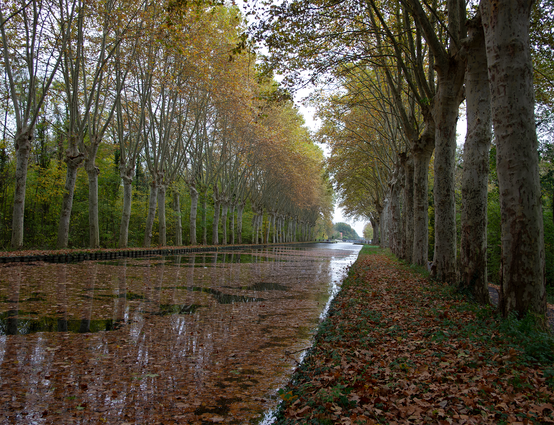 осень, листопад, канал, франция, эльзас, страсбург, Аркадий Мотовилов