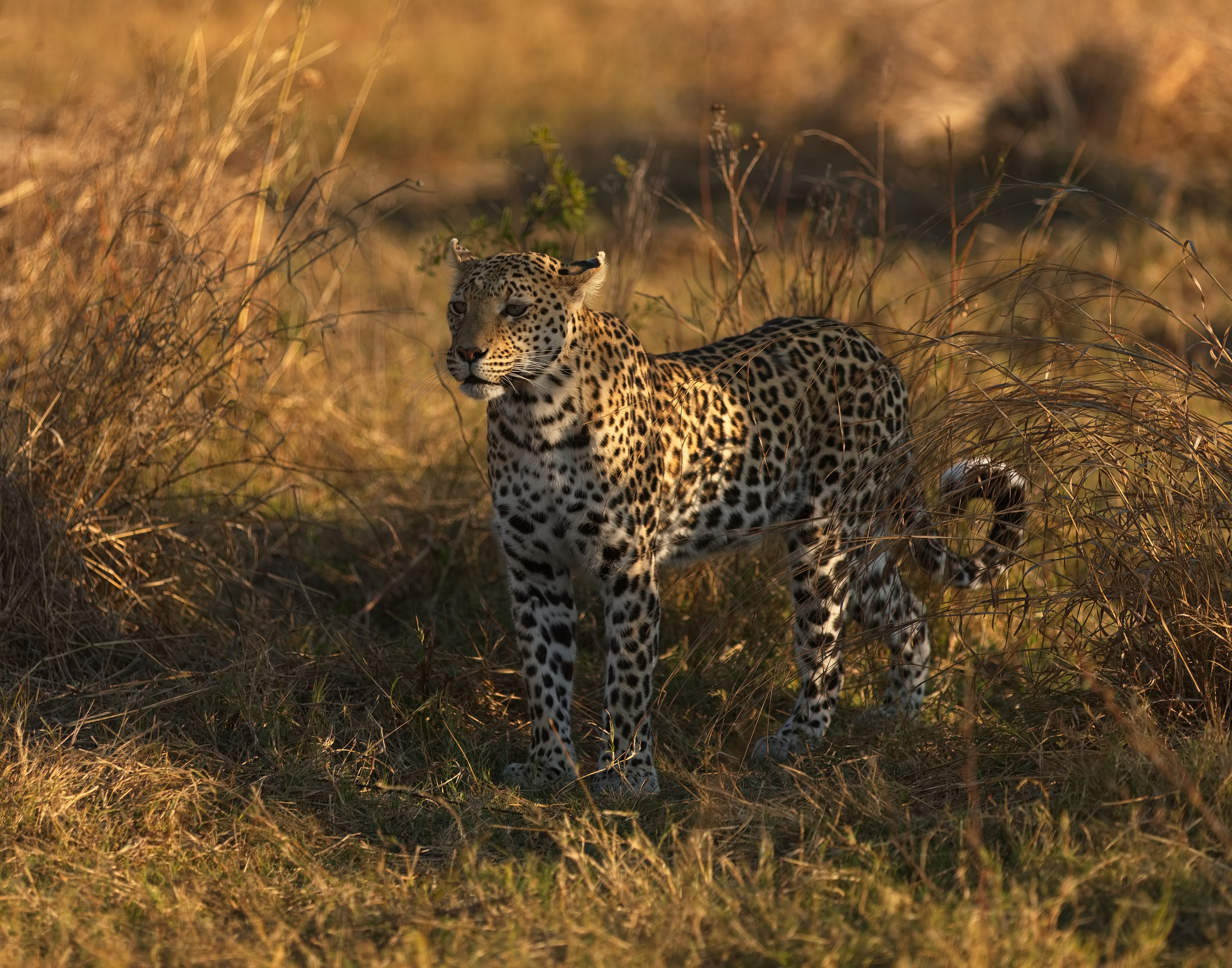 , Игорь Щербаков