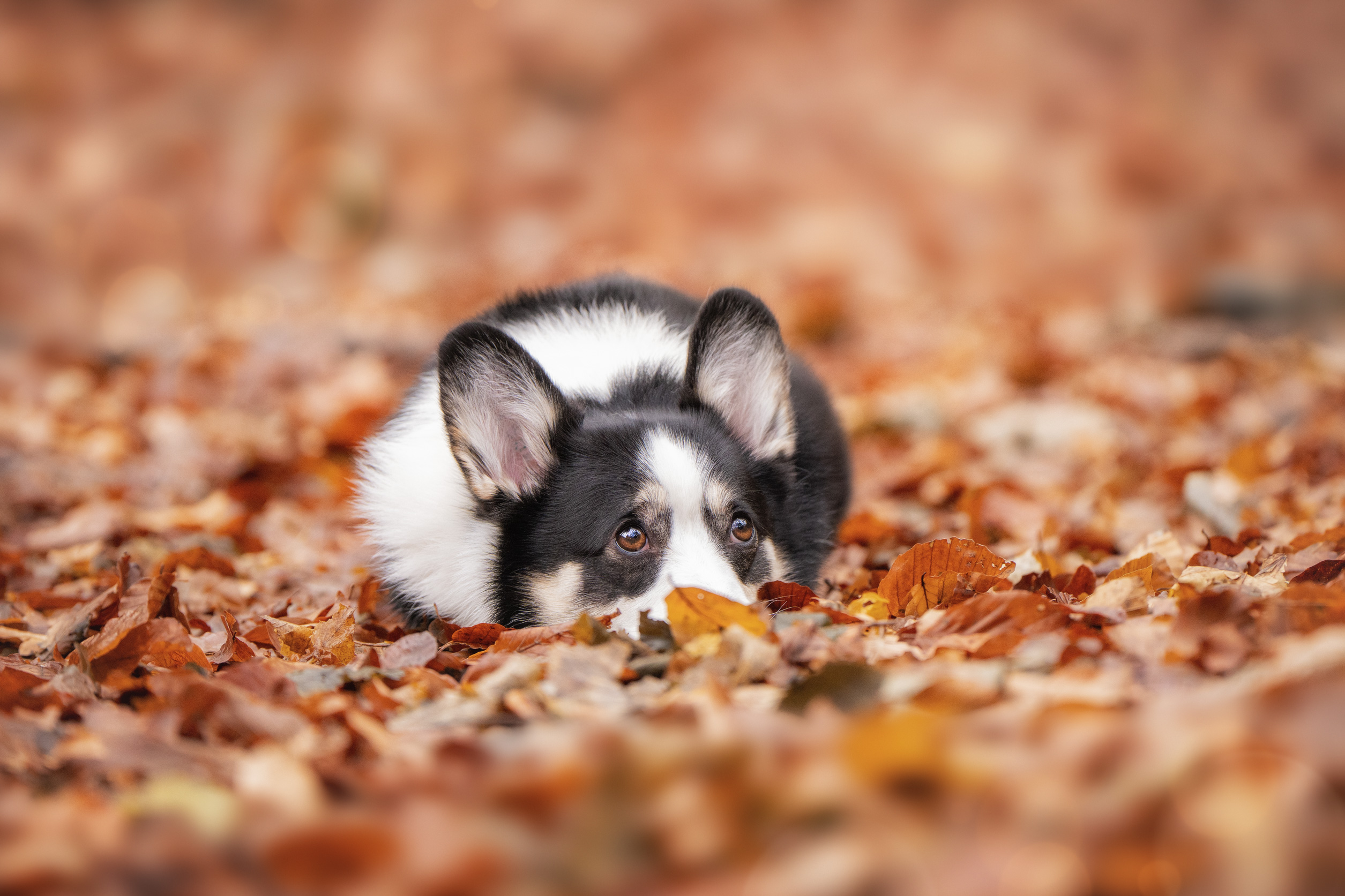 , Андрианова Ирина