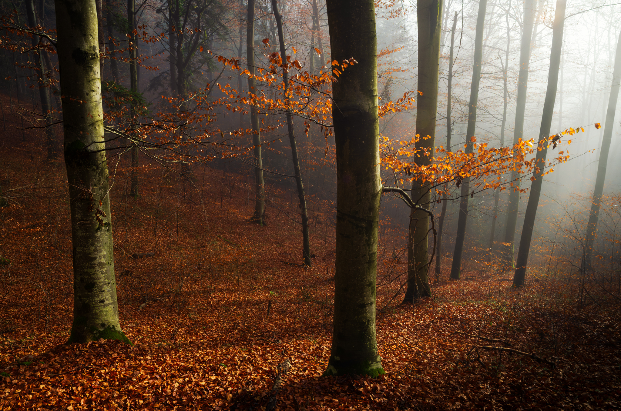,  Mirosław Pruchnicki