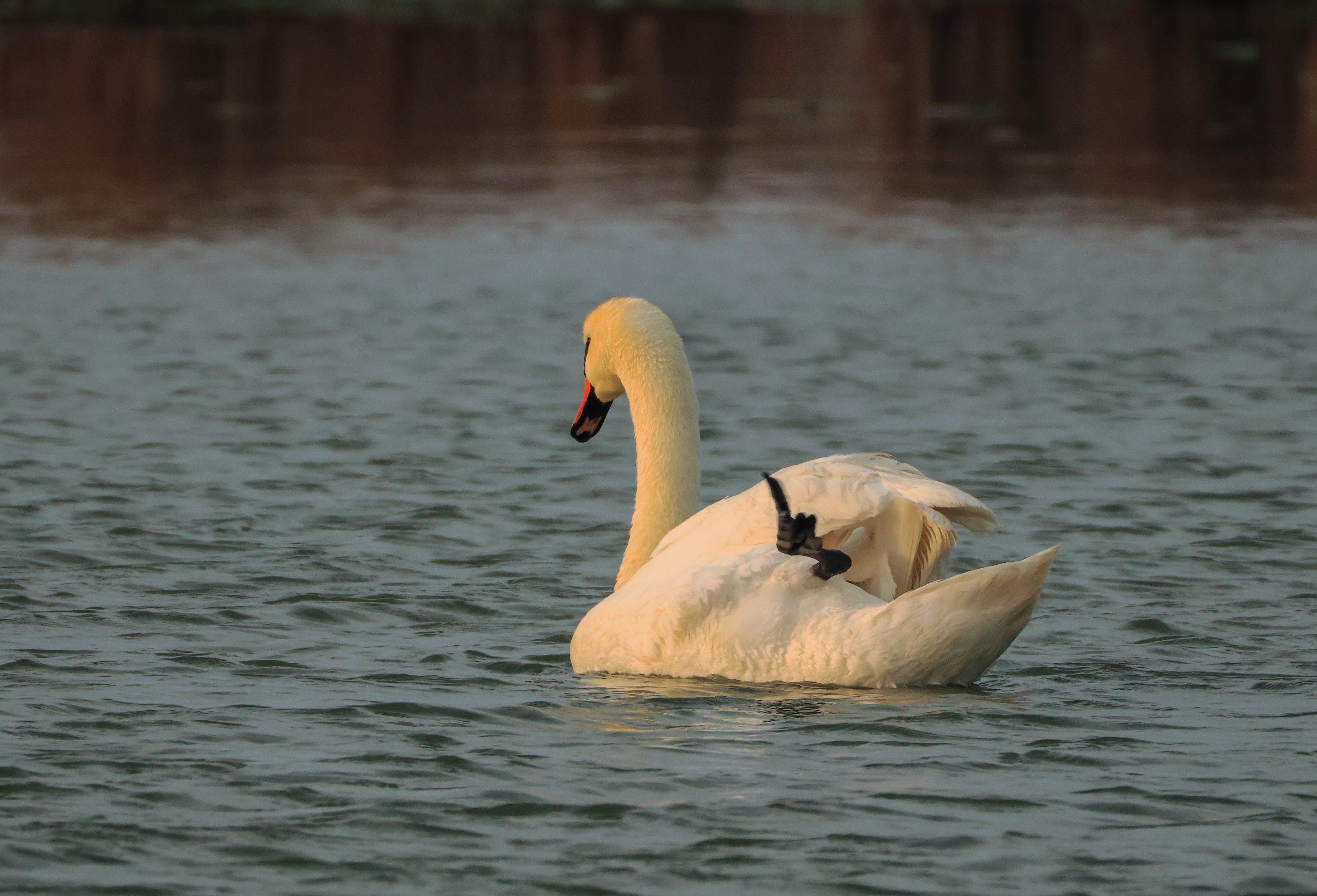 лебедь,озеро,аджи папас.дагестан,, Magov Marat