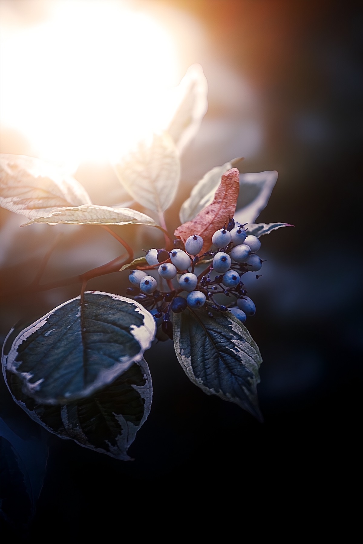 макро, macro, Julia Kaissa