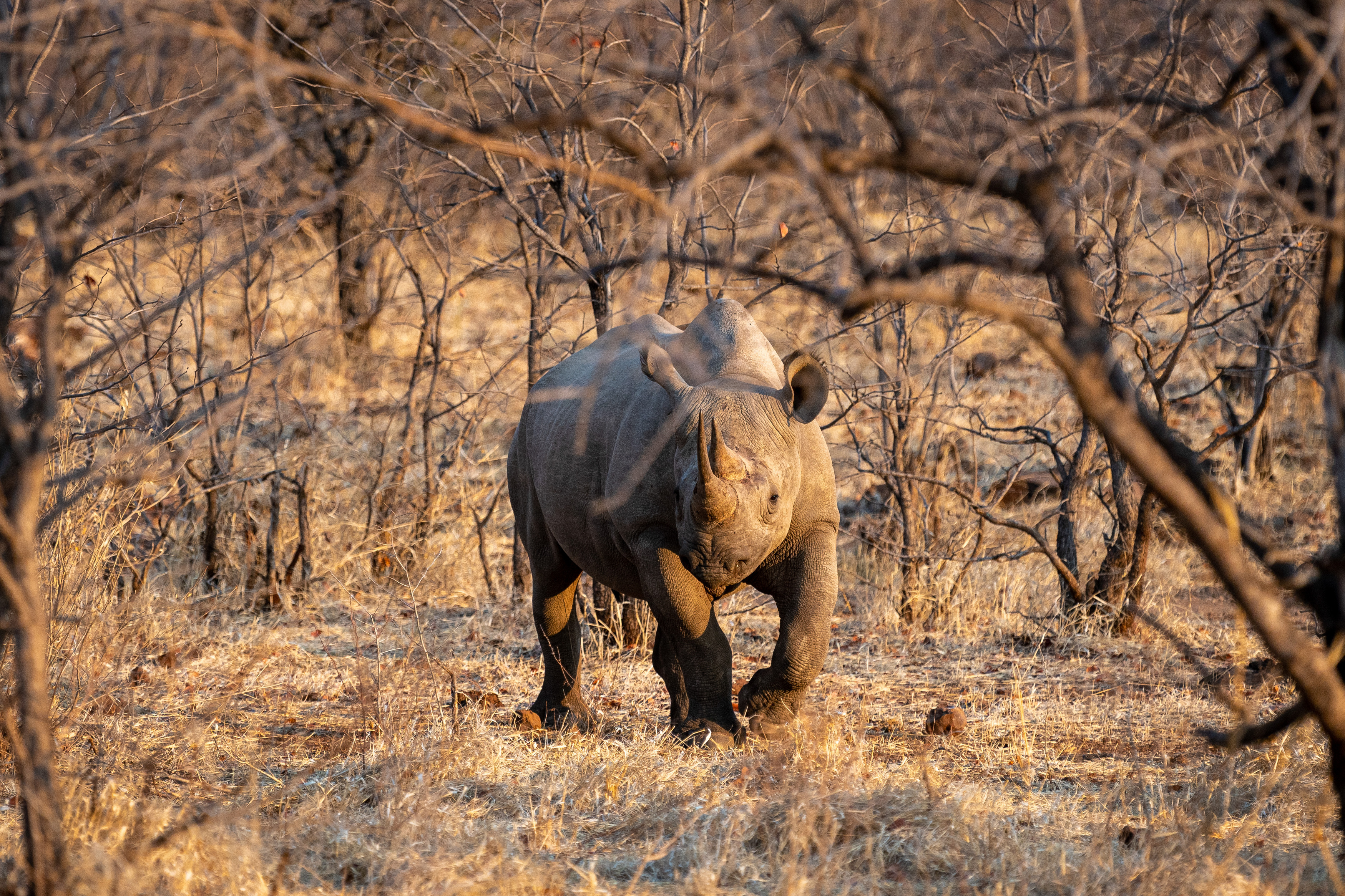 Africa, Rhino, Wildlife, Африка, Носорог, Дикая природа, Зимбабве, Николаев Дмитрий