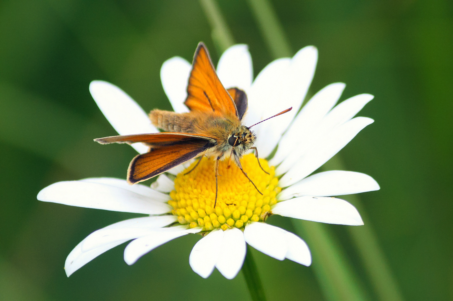 бабочка, толстоголовка сельская, толстоголовка жёлтая,  жёлто-охристая бронзовокрылка, толстоголовка западная лесная, толстоголовка лесная, thymelicus sylvestris, КарОл