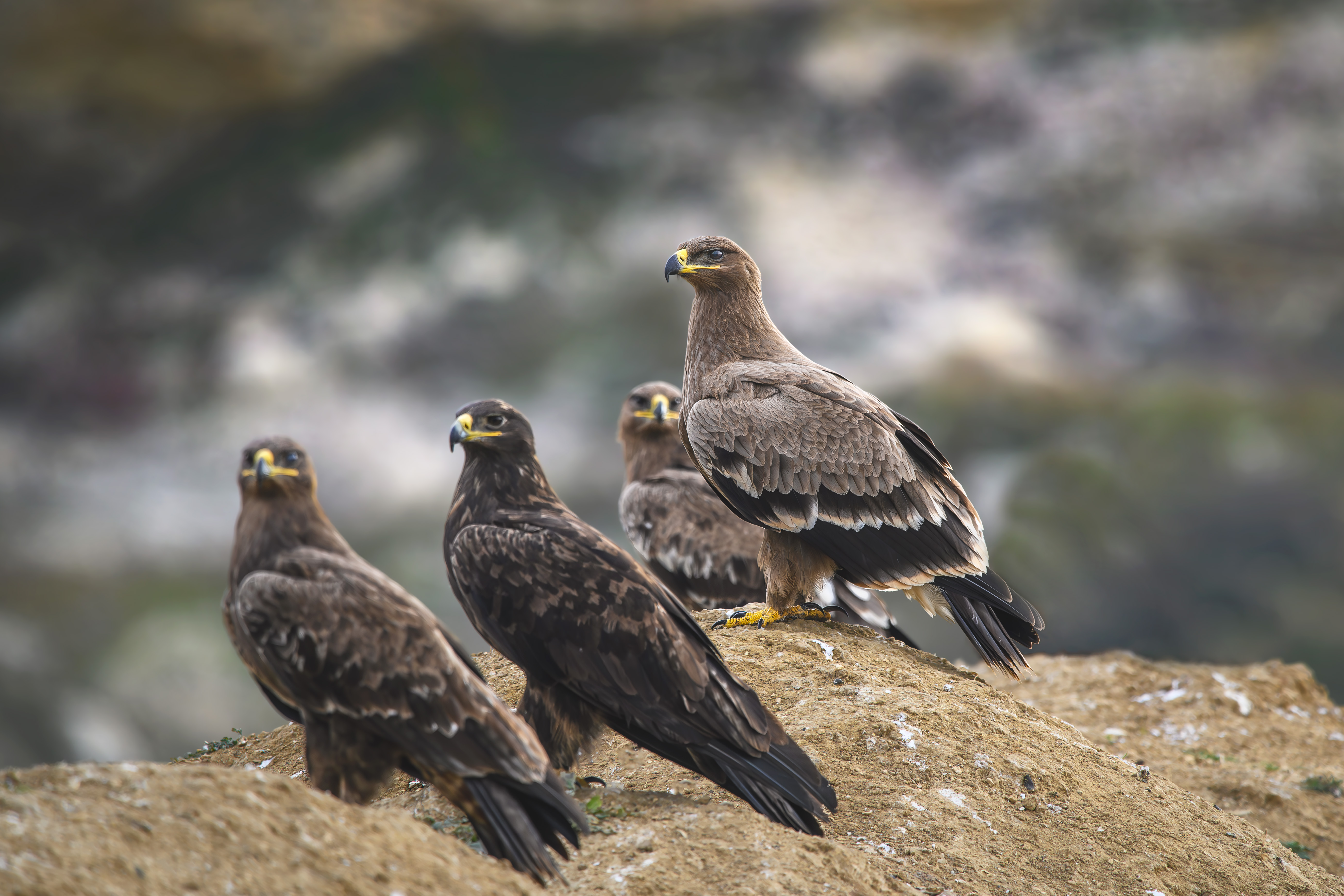 фотоохота, птица, орёл, осень, птицы, дагестан, степной орёл, Медведева Светлана