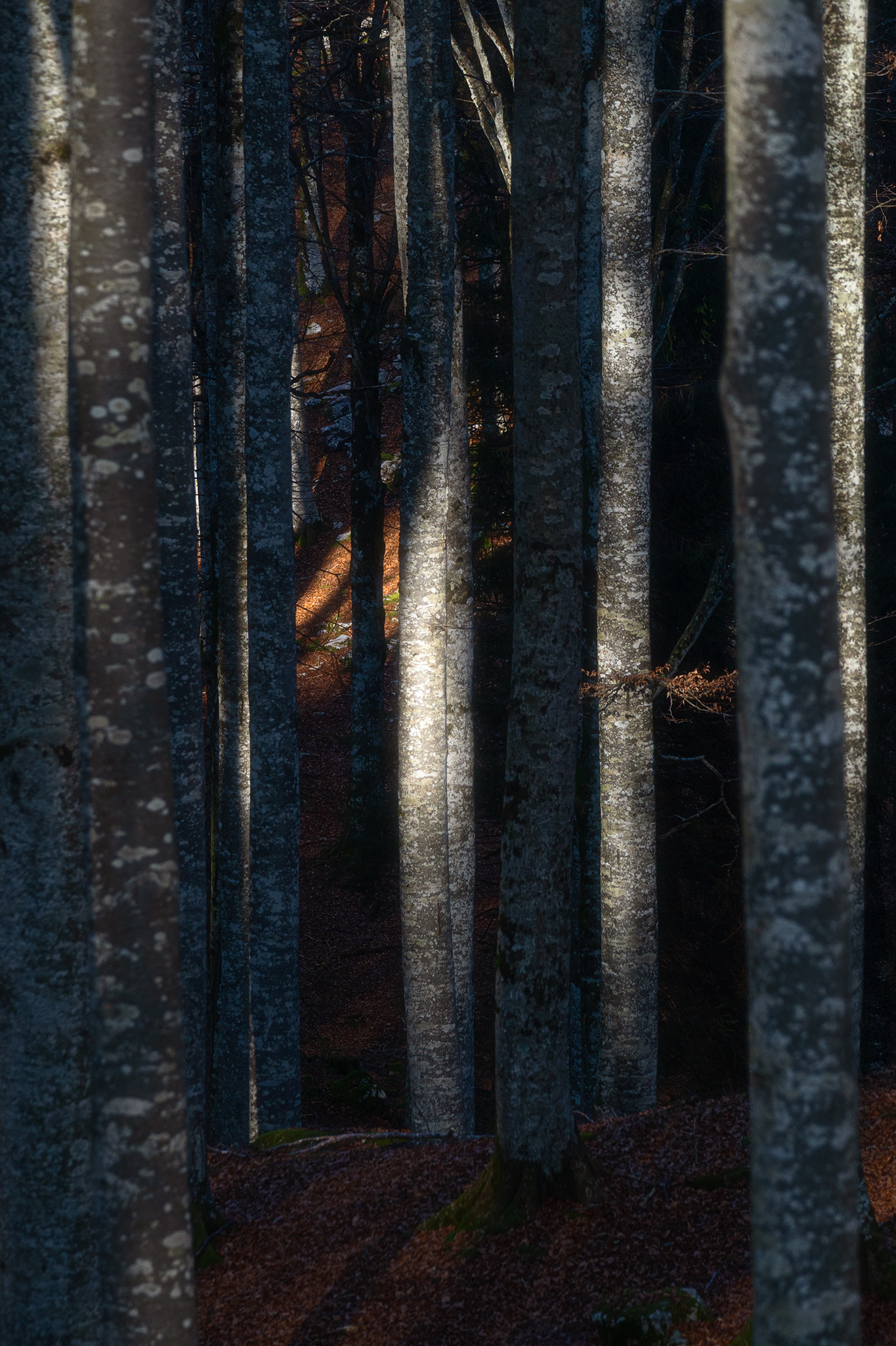 @foliage #foliage, Mazzù Andrea