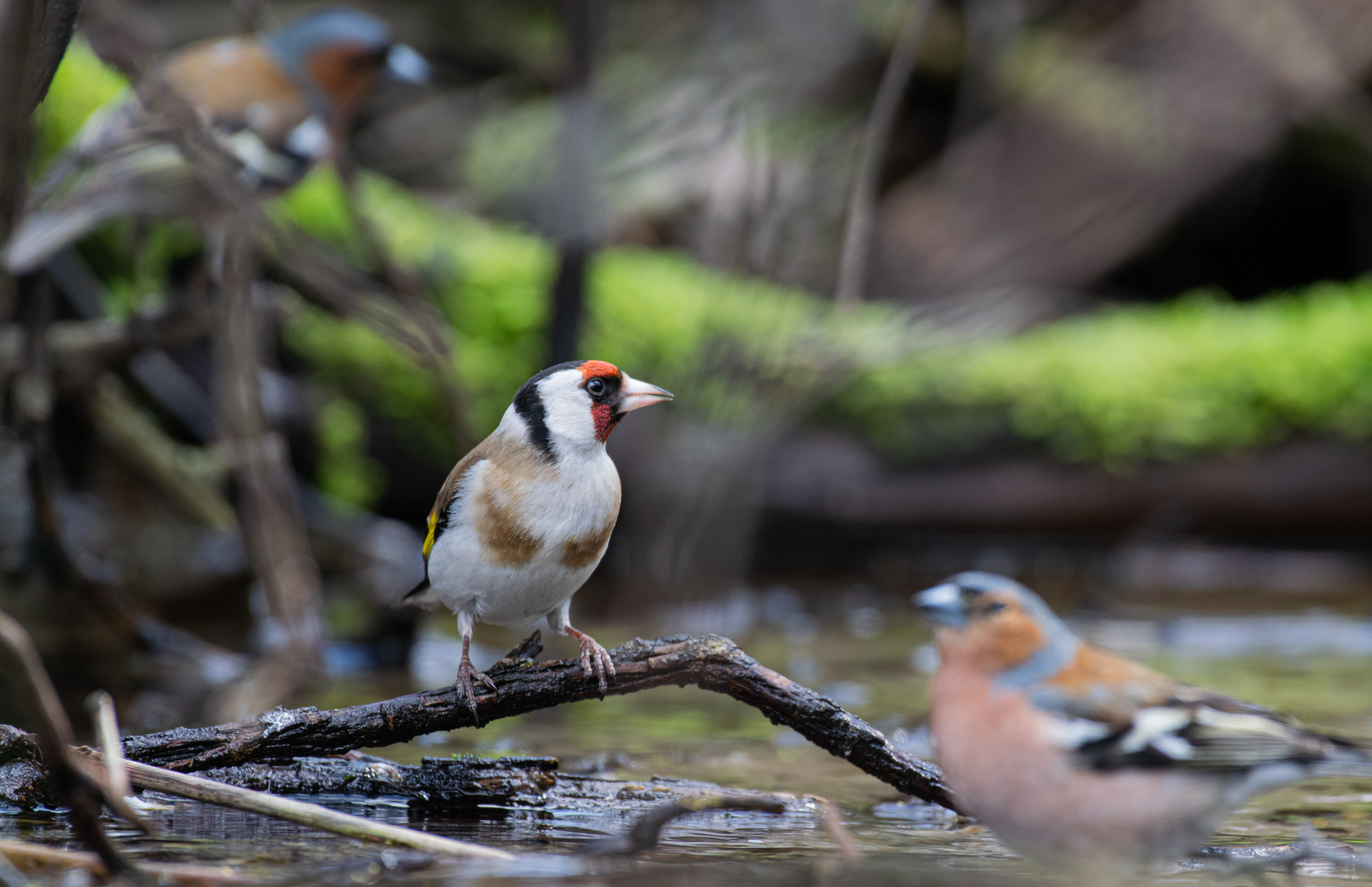 , Савельев Алексей