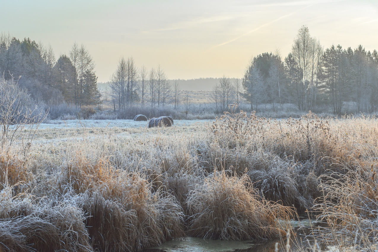 утро туман иней пойма речка суворощь валки, Алексеев Дмитрий