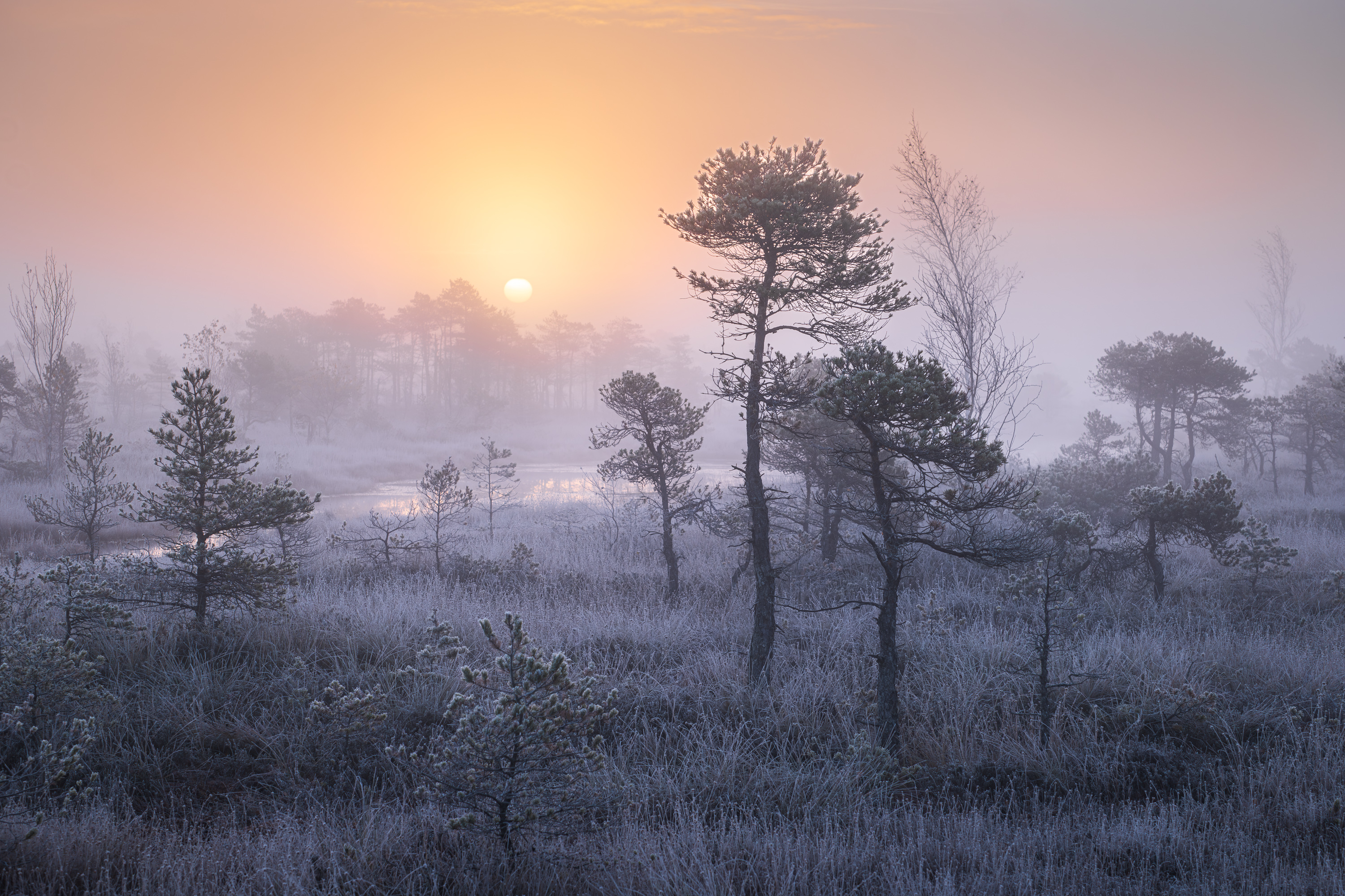 , Гордон Николай