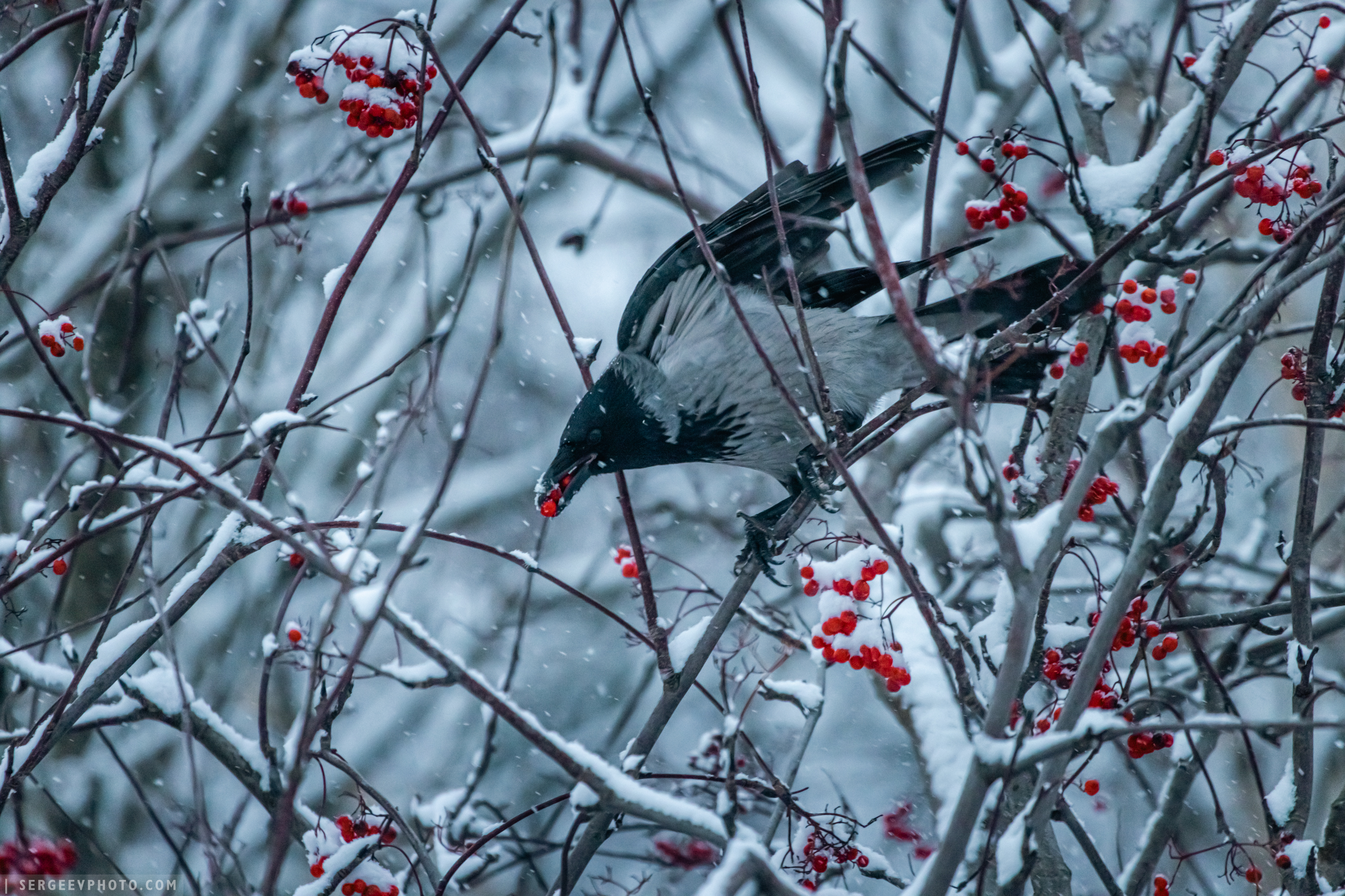 ворона, птица, рябина, ягоды, серая ворона, санкт-петербург, лес, снег, осень, ветка, город, природа, зима, forest, питер, crow, bird, rowan, berries, corvus cornix, saint petersburg, snow, autumn, branch, city, nature, winter, peter, Сергеев Кирилл
