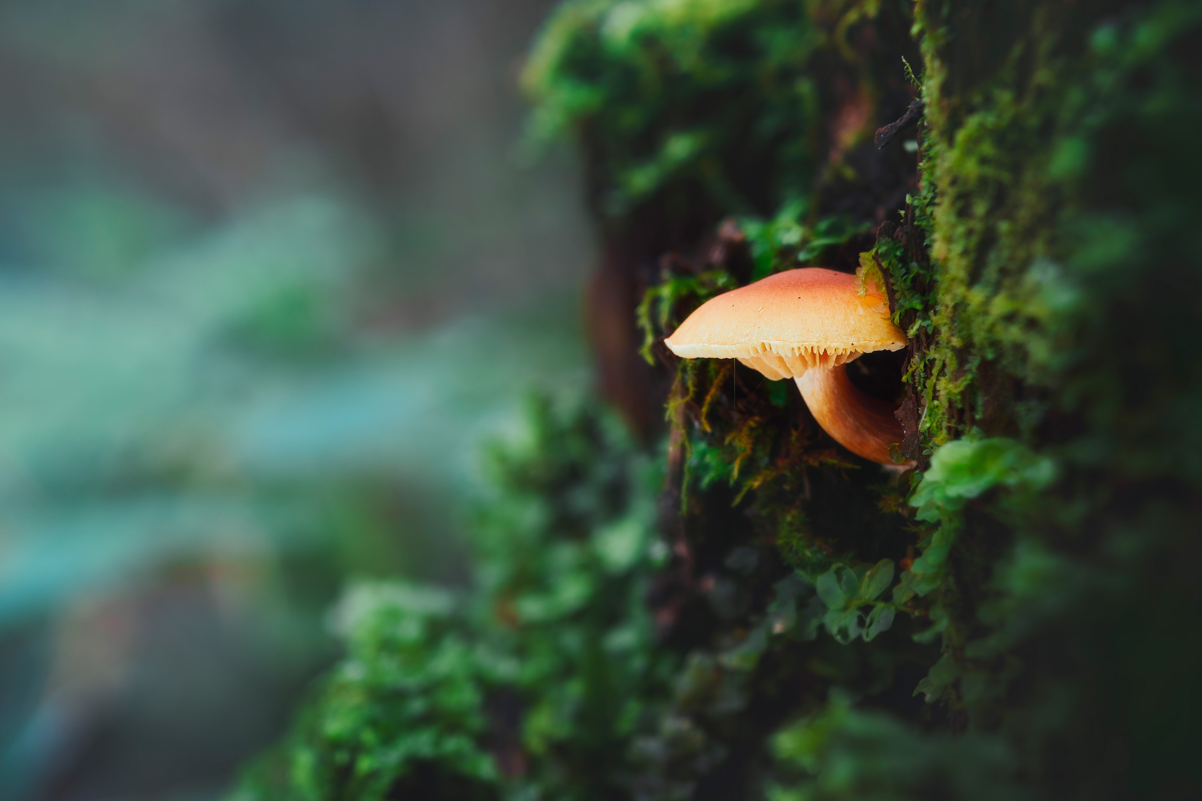 гриб, лес, Валерий Вождаев