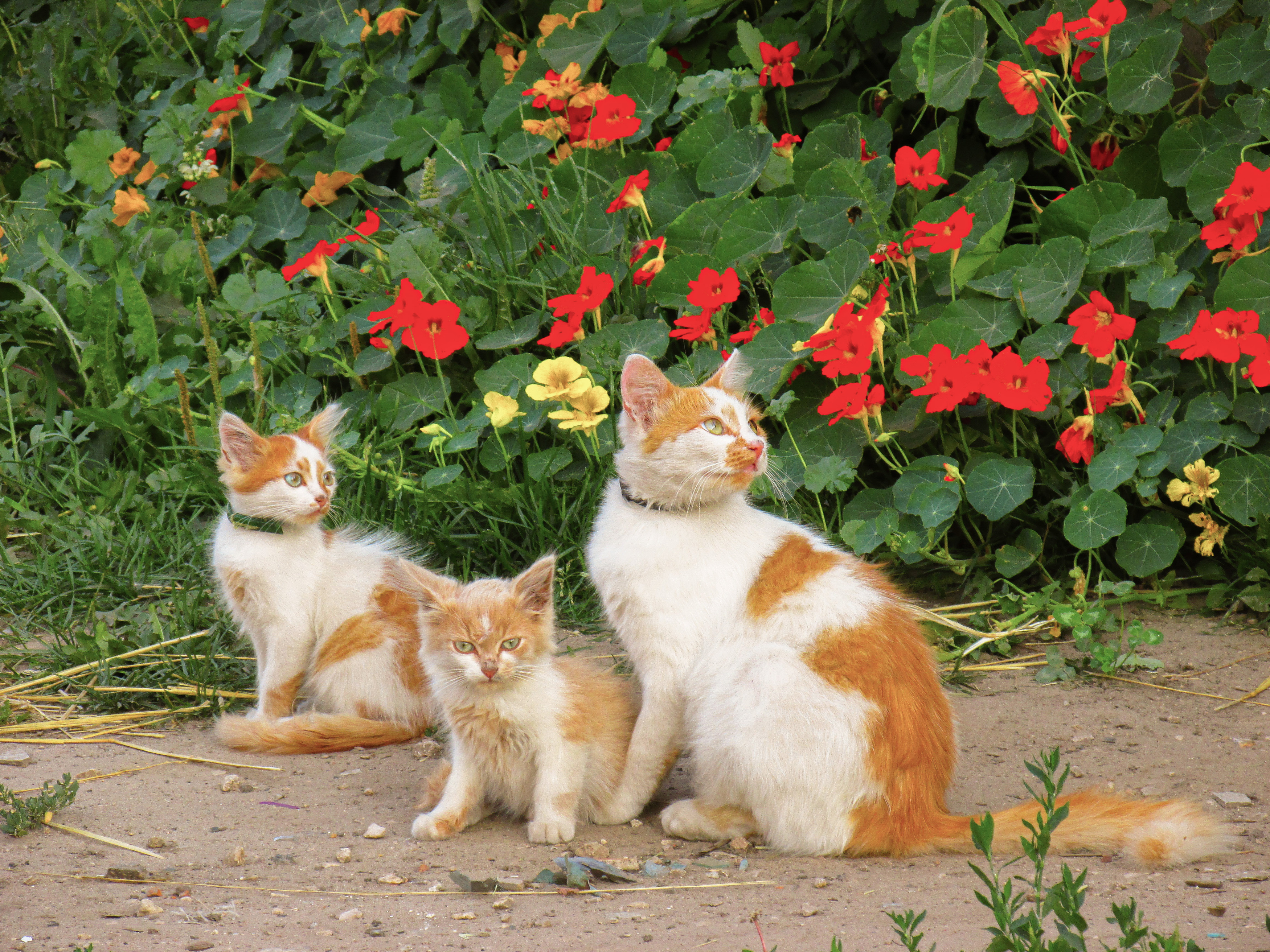 , Кондрашова Светлана