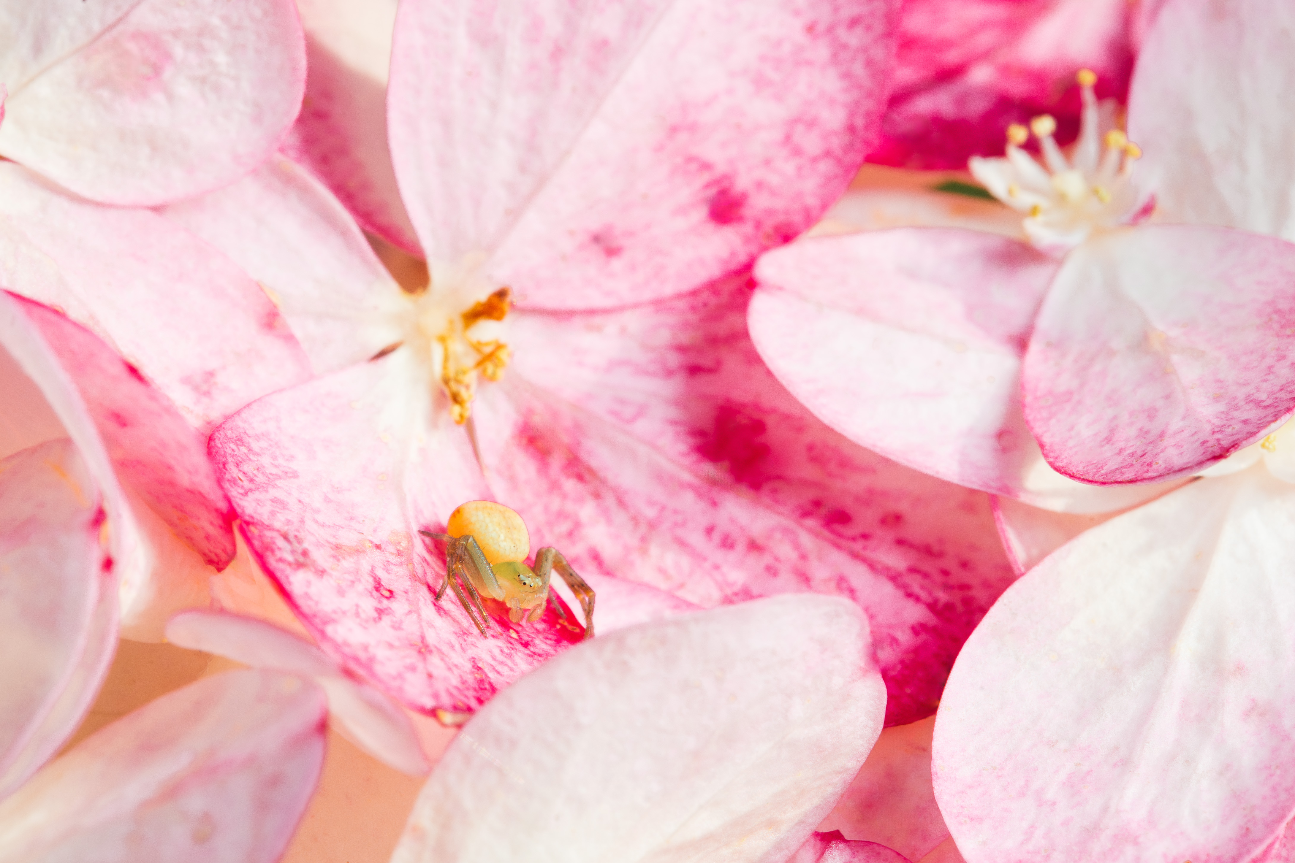 , Ольга Таланцева