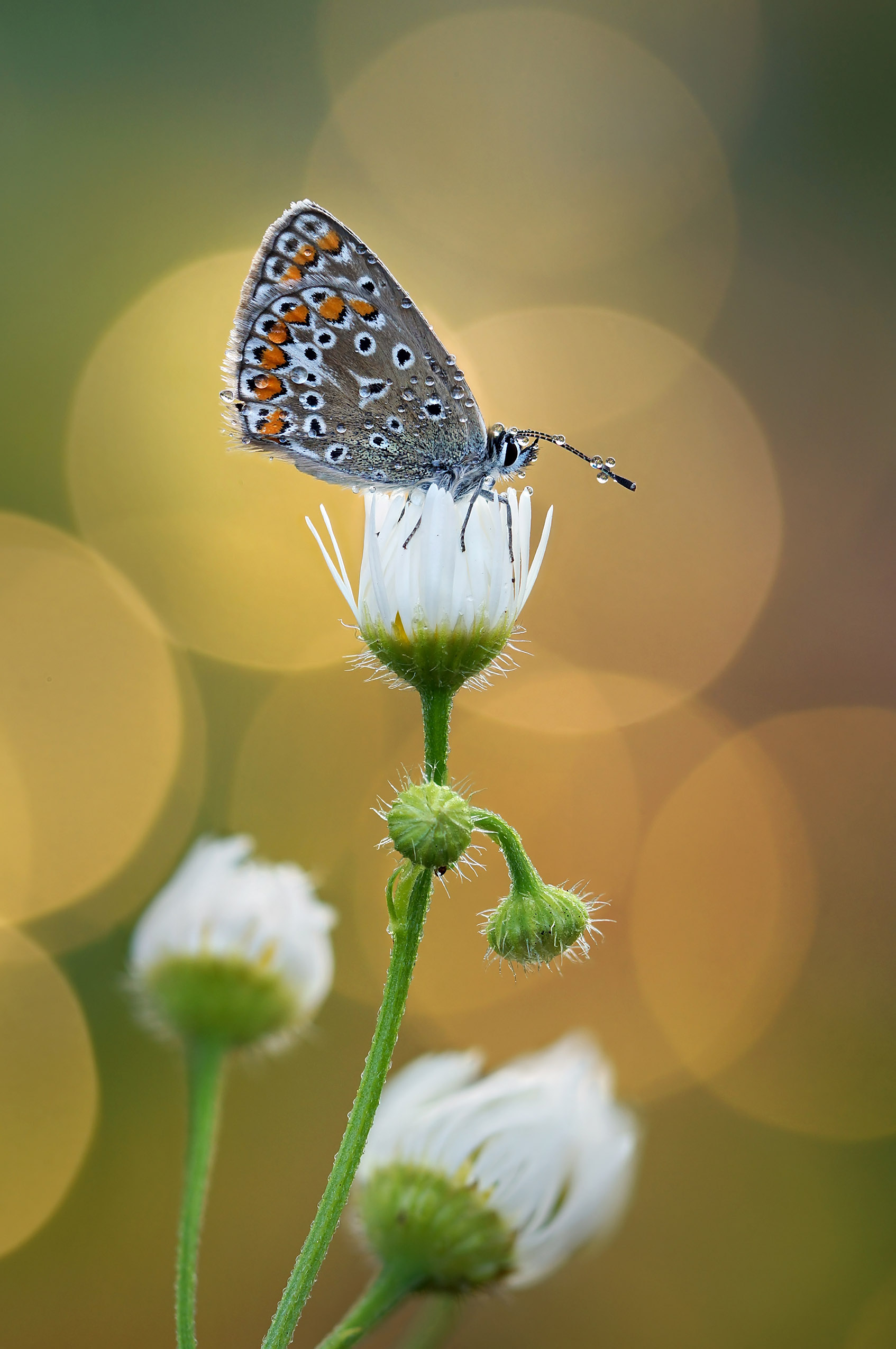 , Чепленко Алексей