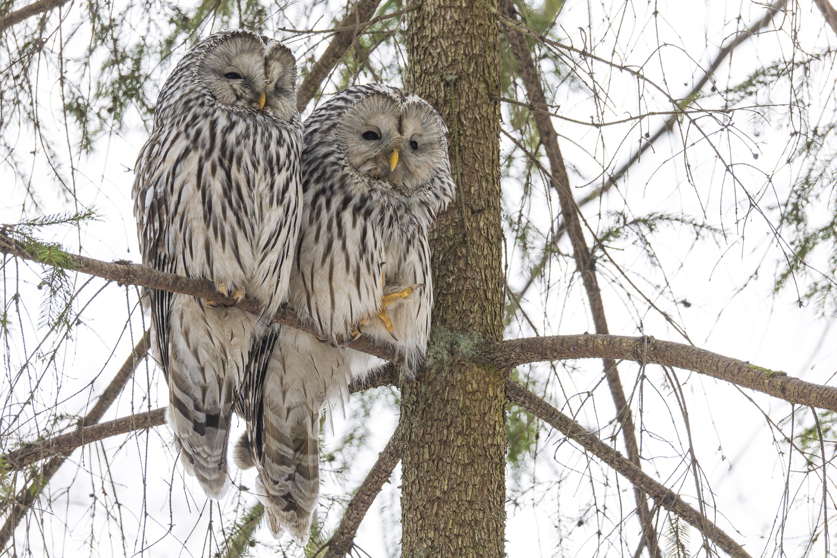 длиннохвостая неясыть, неясыть, сова, уральская неясыть, птицы, Ruslan Pl