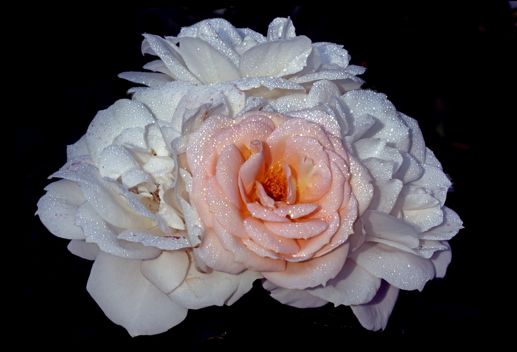 , Бибичков Михаил