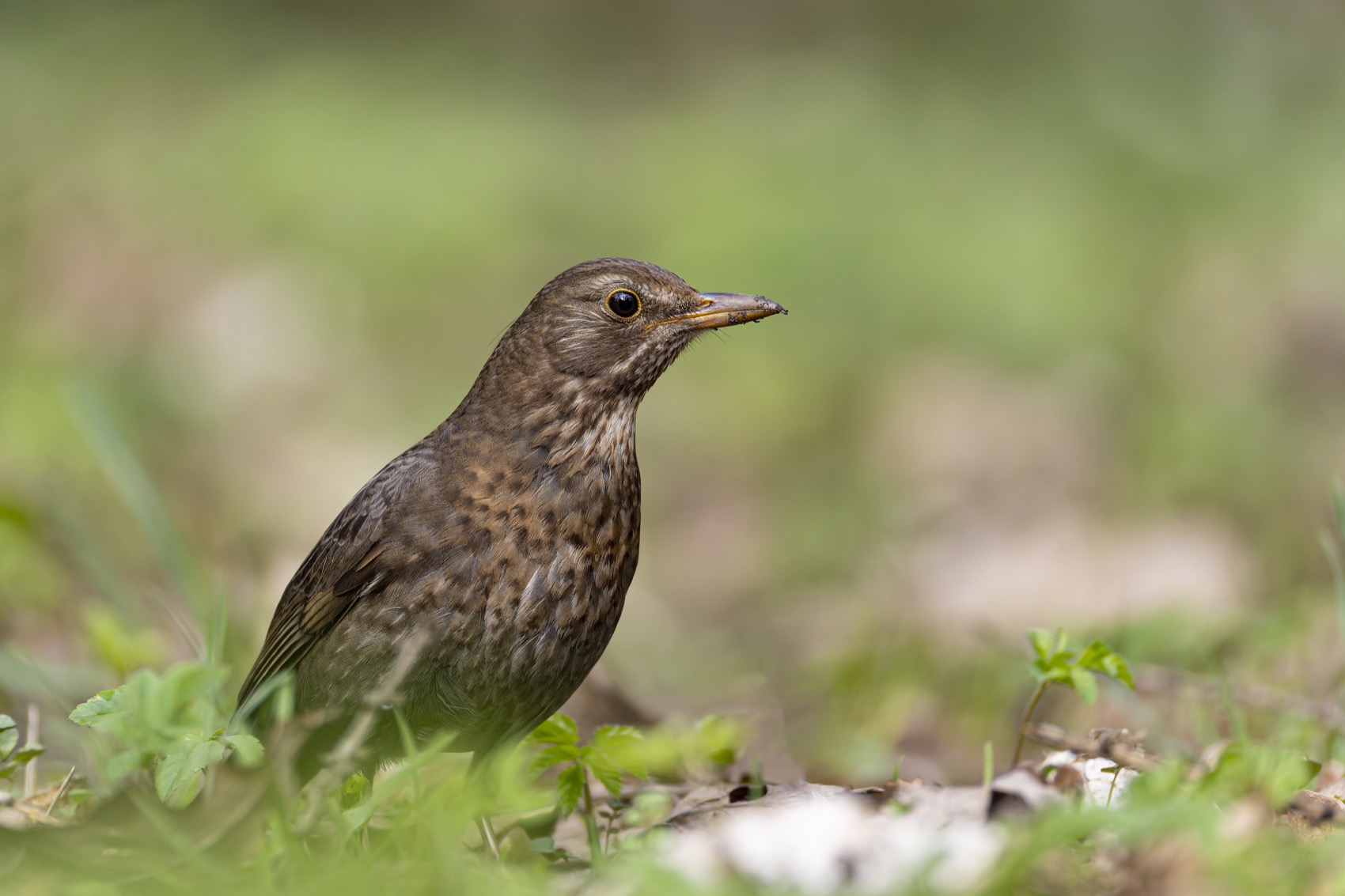 дрозд, черный дрозд, птицы, Ruslan Pl
