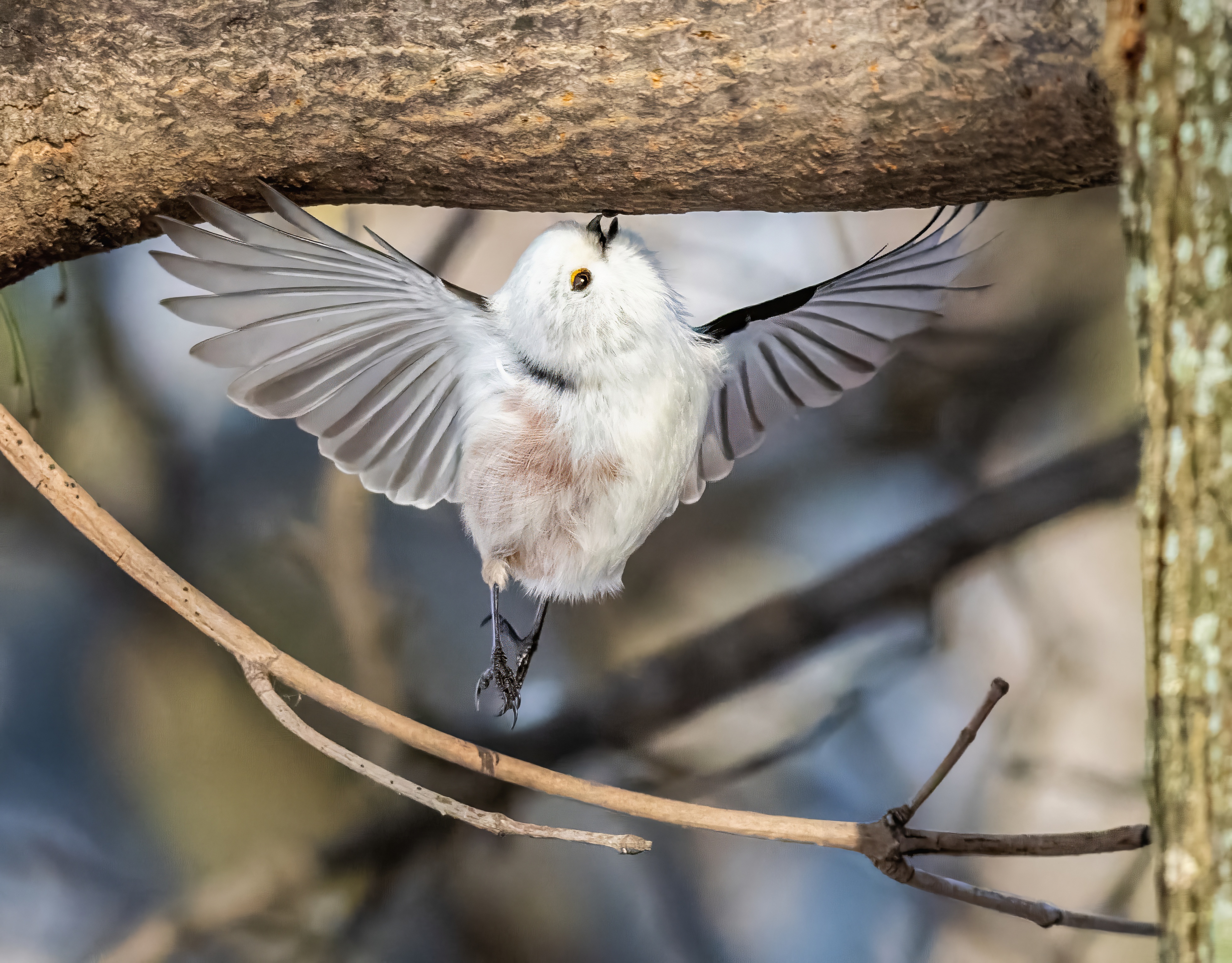 , Дем Константин