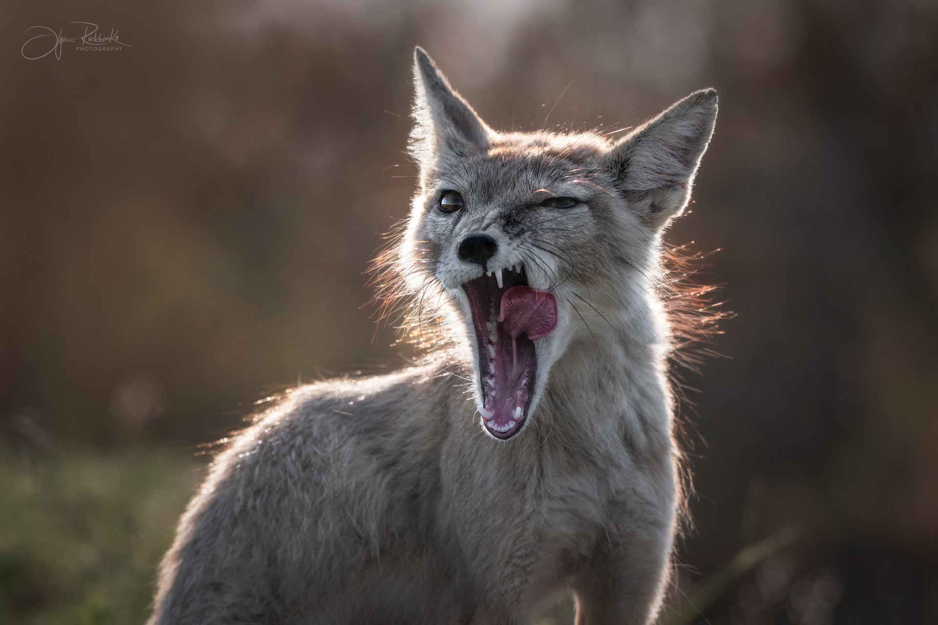 корсак, калмыкия, степная лиса, лис, лиса, корсачонок, дикая природа, wildanimals, корсачата, vilpus corsac, corsac, корсаки, маныч, маныч-гудило, черные земли, Рудченко Ольга
