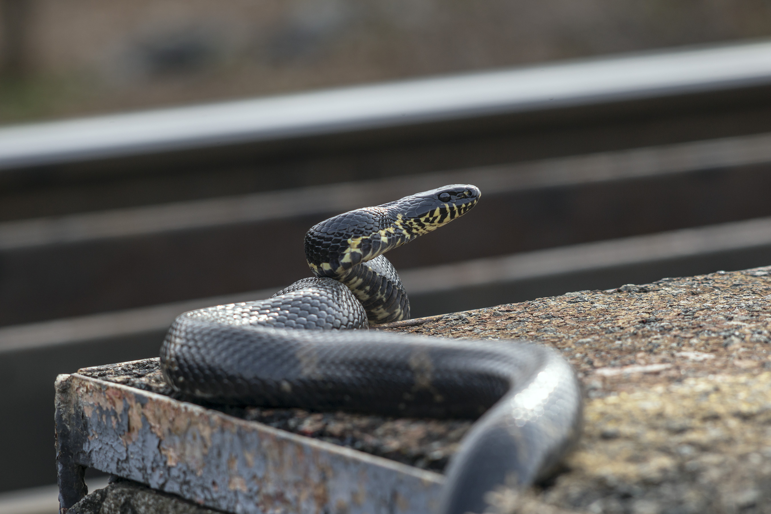 Амурский полоз, змея, Кузнецов Александр