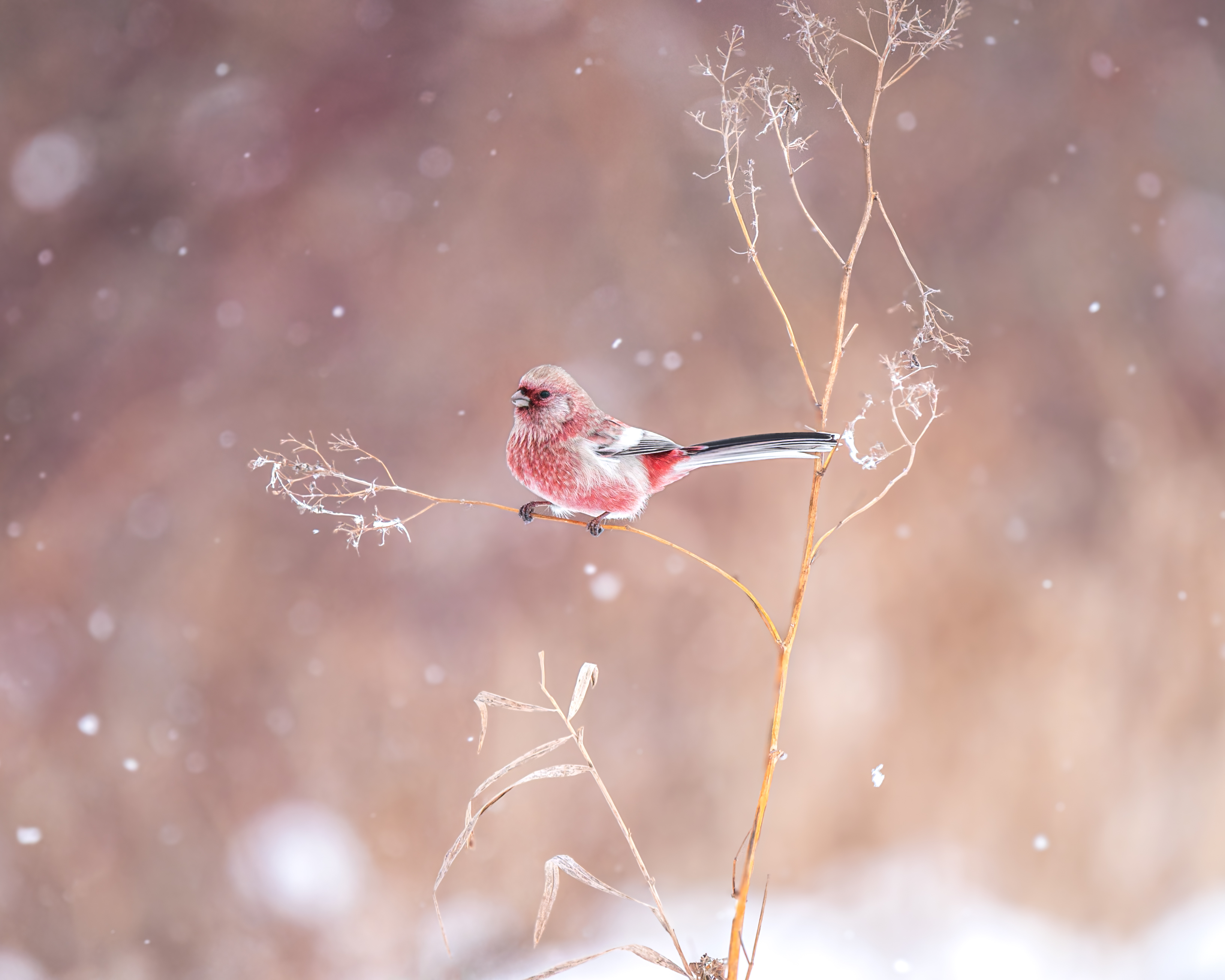 урагус, урагус сибирский, птицы, бердвочинг, птицы сибири, Екатерина Дубровская