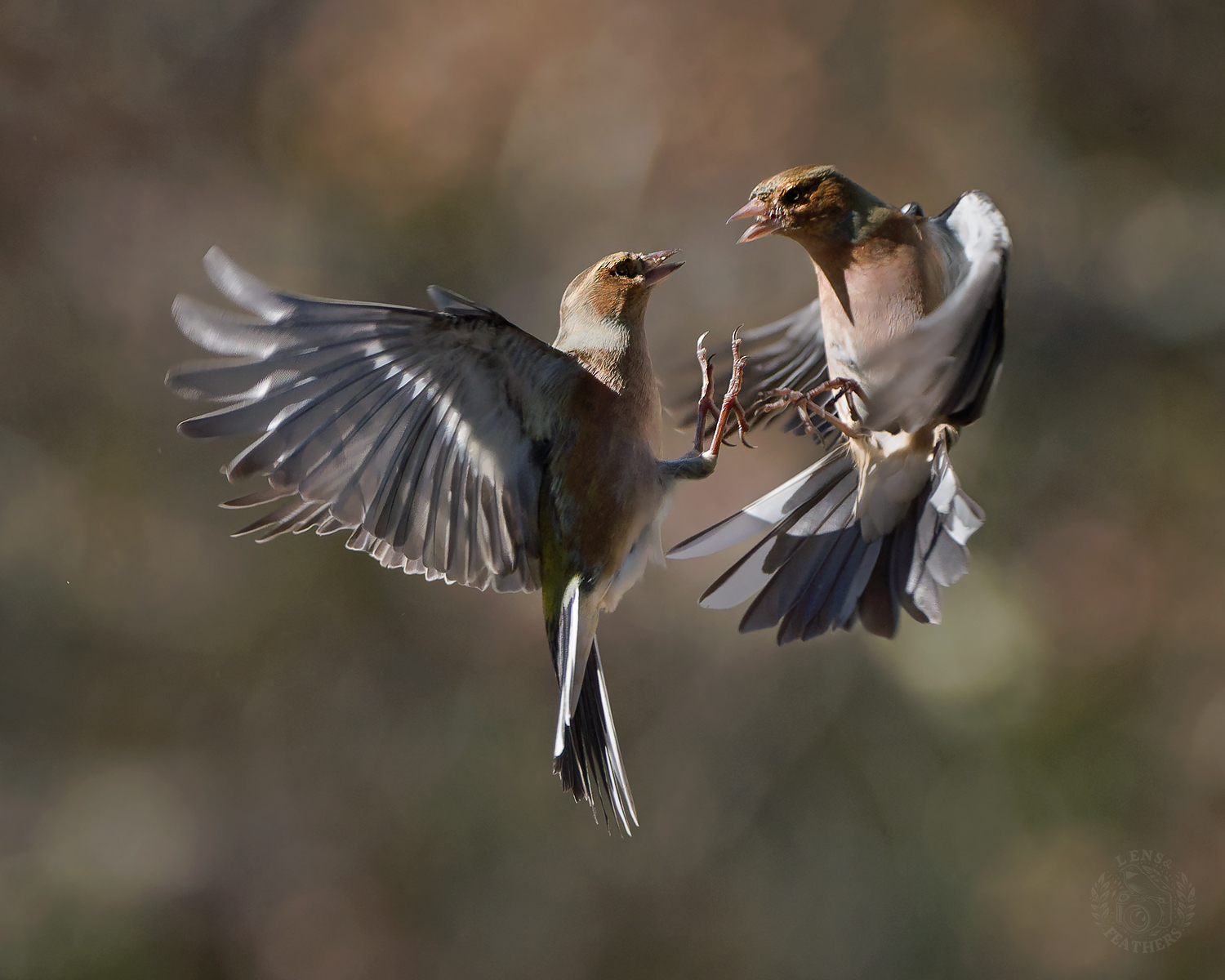 , Евгени Стефанов