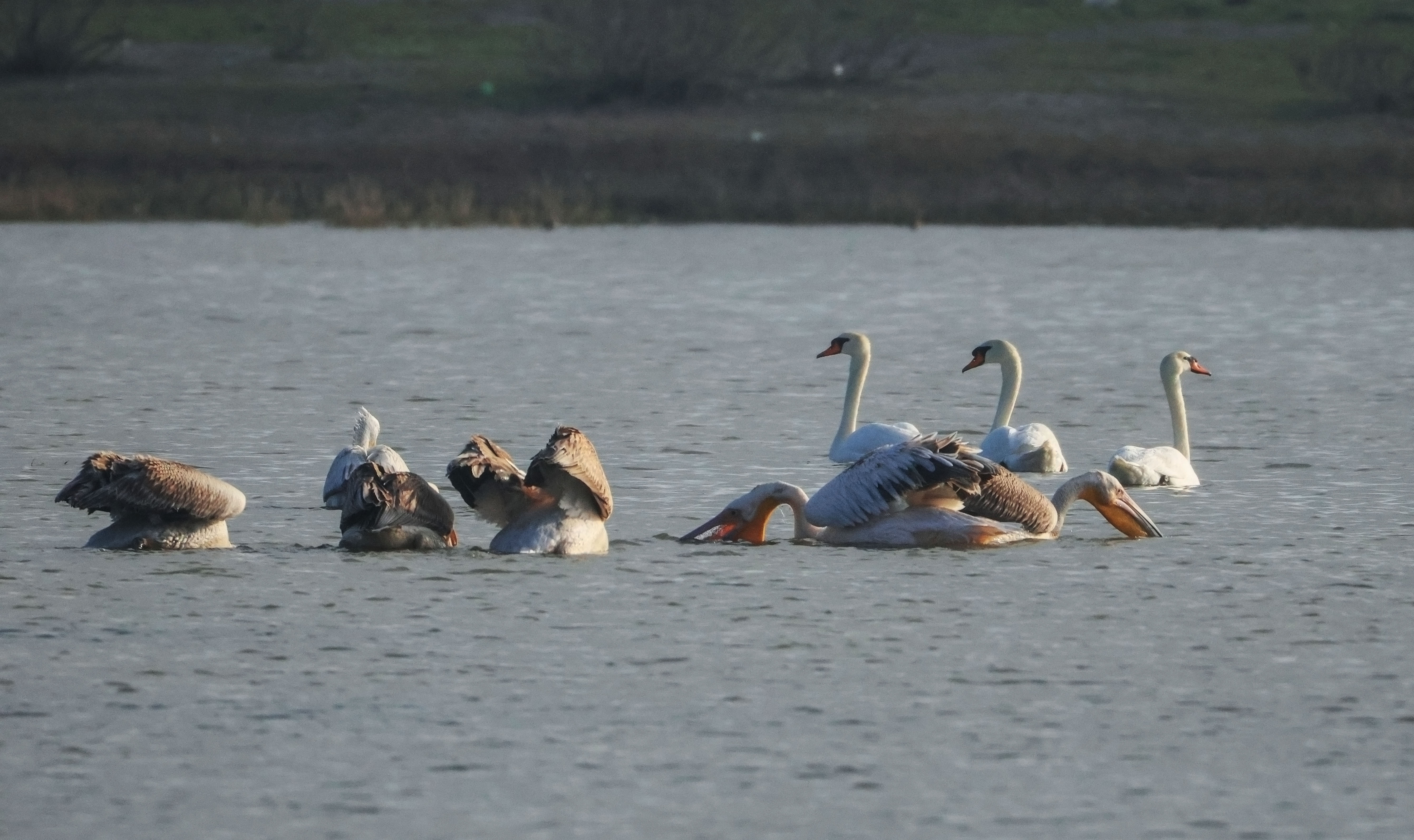 пеликаны,лебеди,озеро,аджи папас,дагестан,, Magov Marat