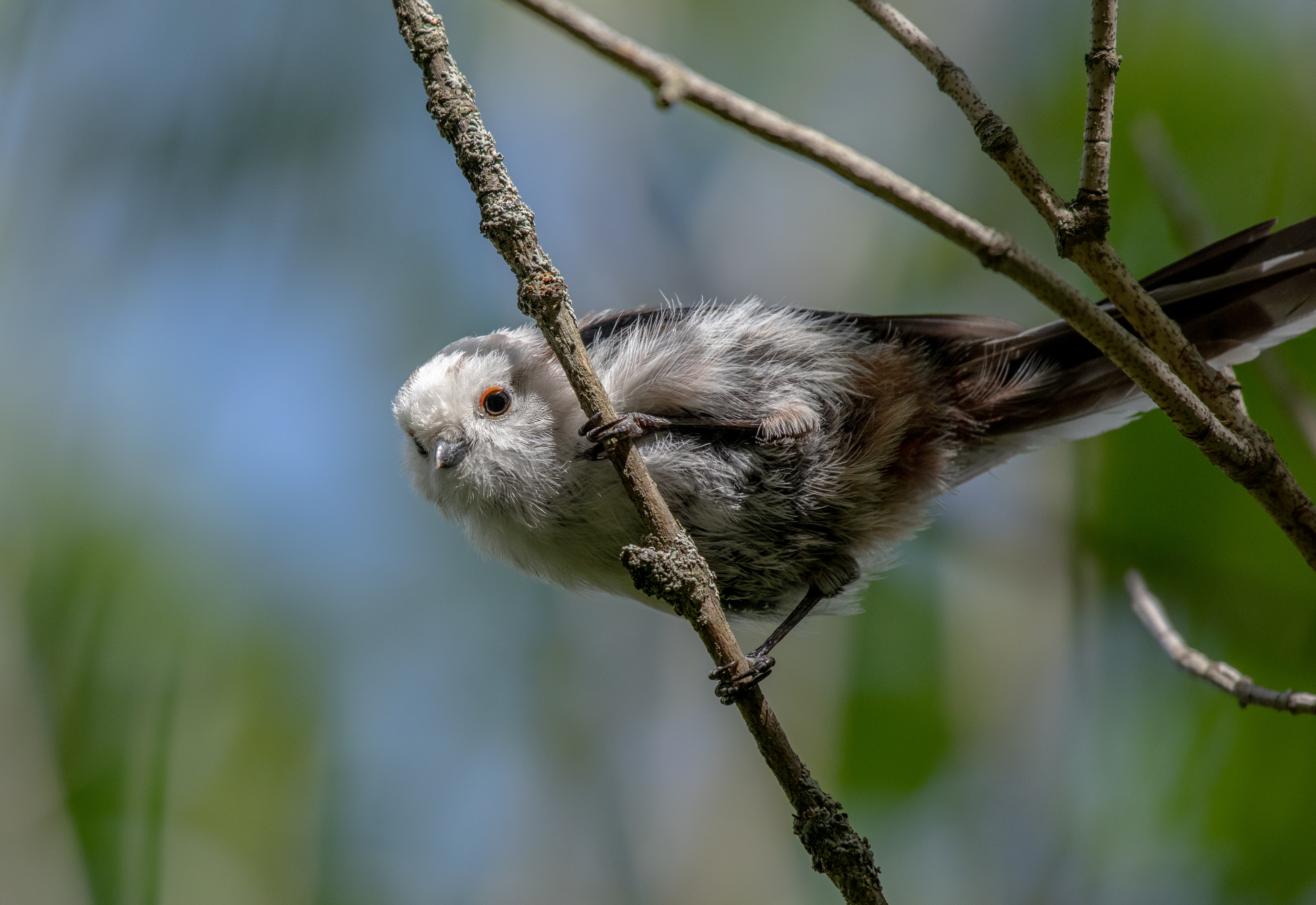, Савельев Алексей
