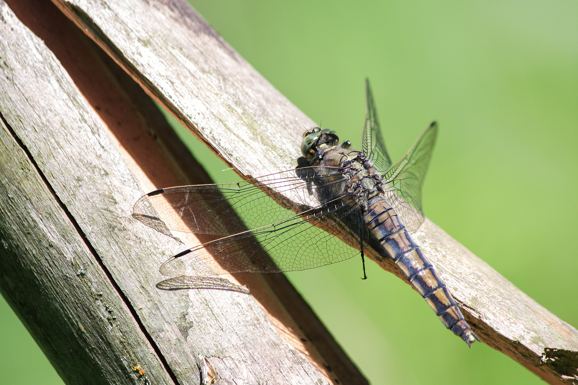 стрекоза, стрекоза решётчатая, стрекоза голубая, прямобрюх решётчатый, большая голубая стрекоза, ортетрум обыкновенный, orthetrum cancellatum, КарОл