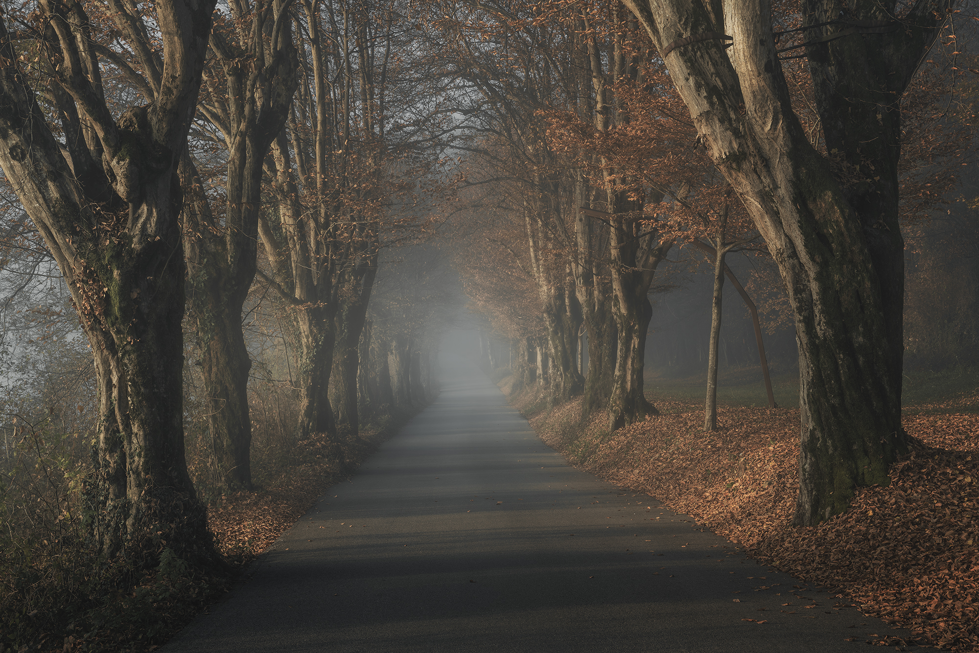 , de Franzoni Thomas