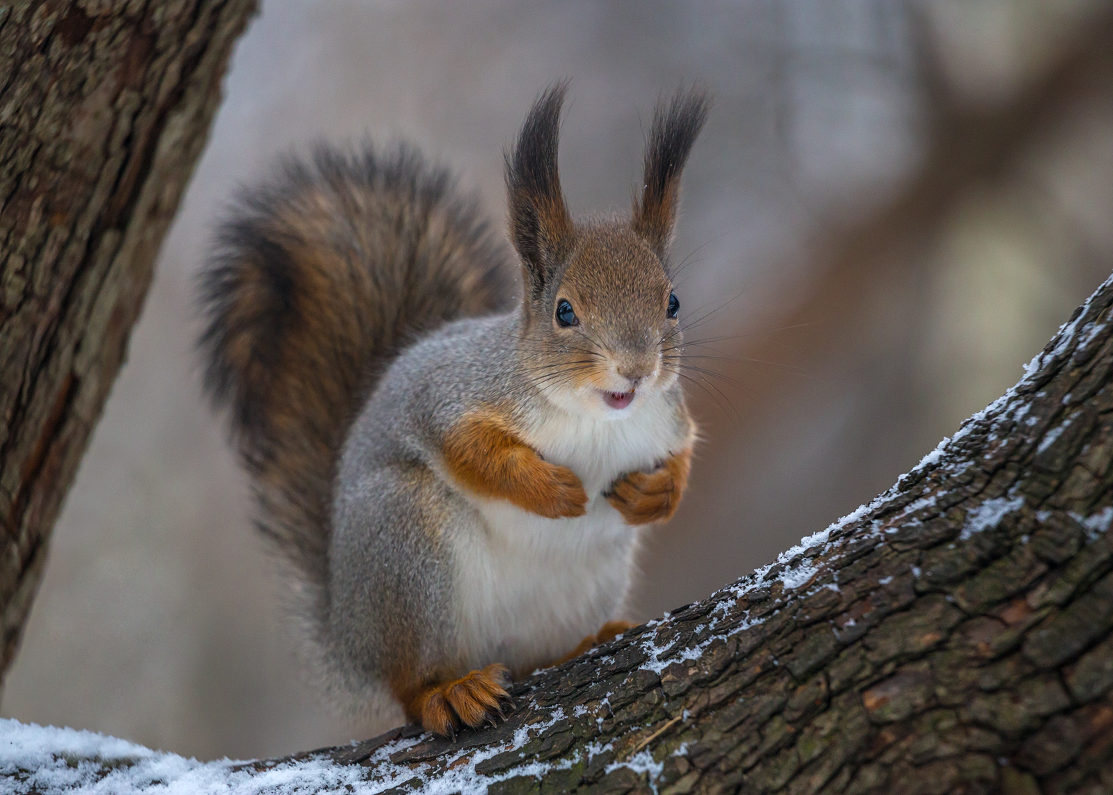 , Алексеев Сергей