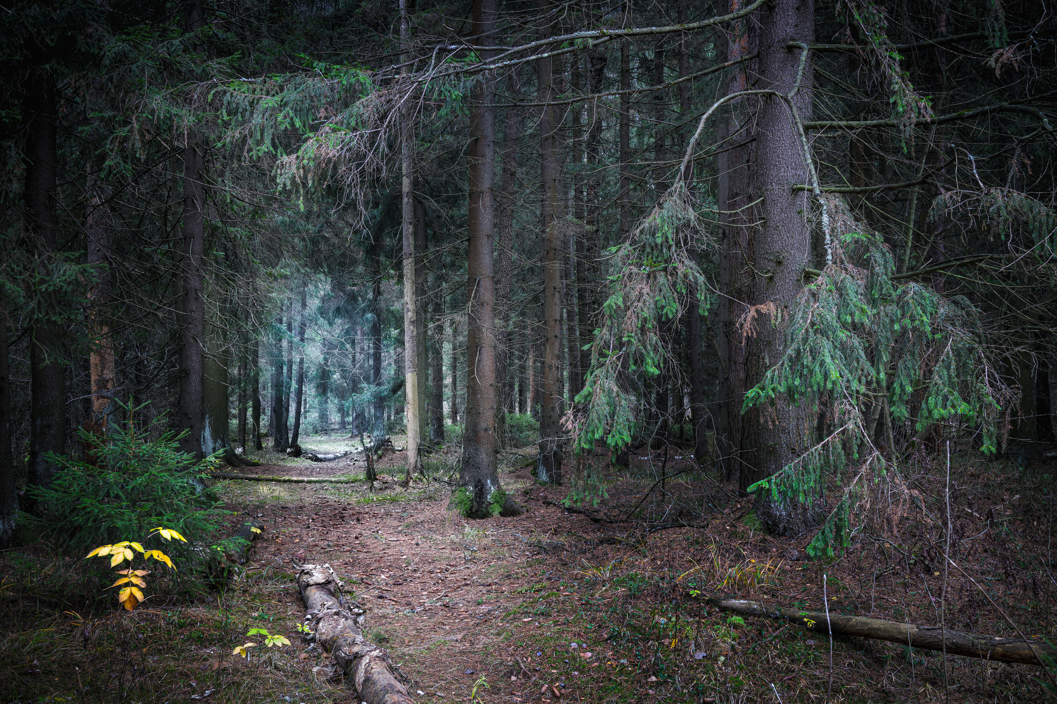 лес, деревья, листва, Валерий Вождаев