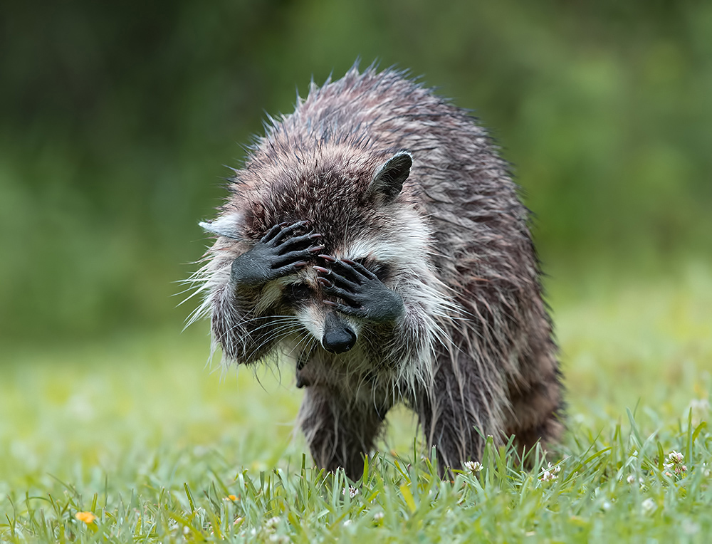 енот обыкновенный, енот-полоскун, raccoon, енот, дикие животные, животные, animals, Etkind Elizabeth