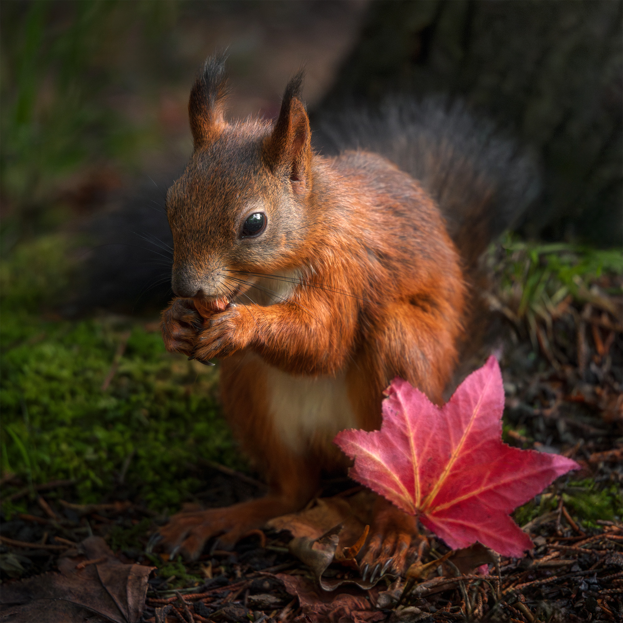 сочи, красная поляна, природа, осень, Растворов Игорь
