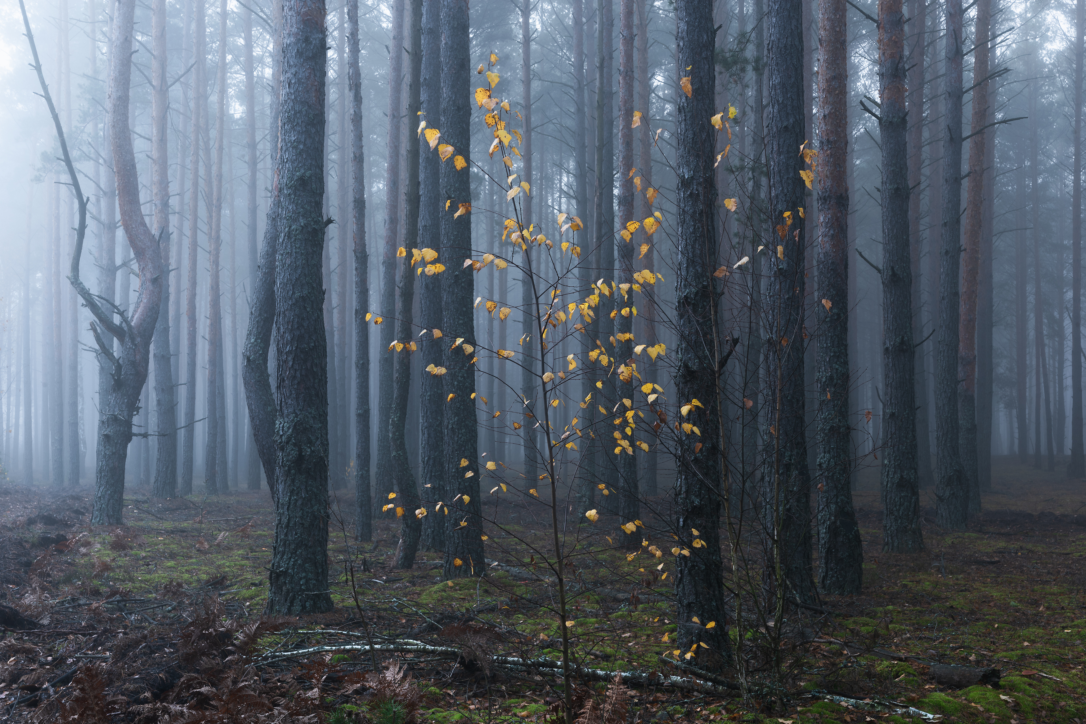 , Дмитрий Захаров