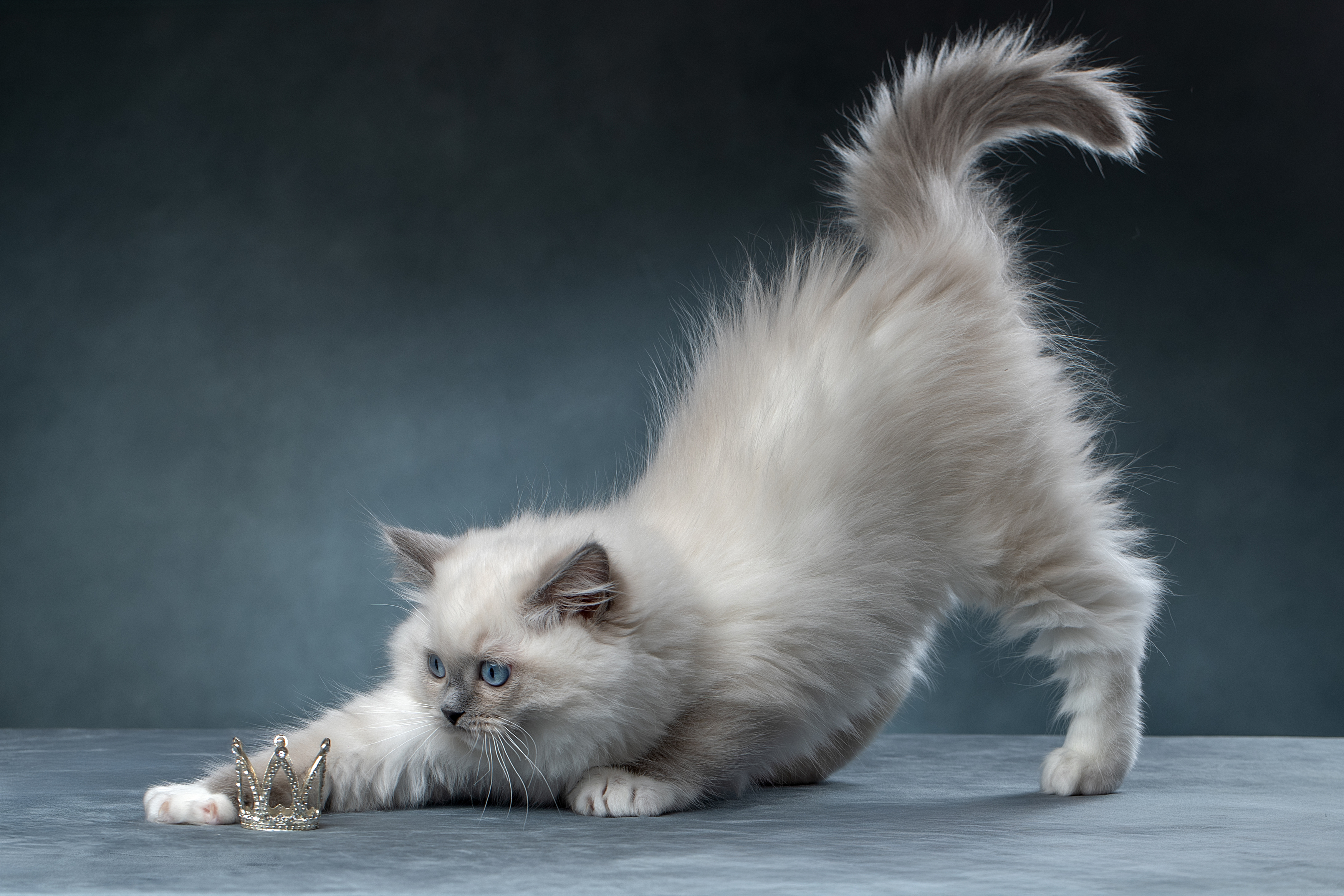 , Светлана Писарева