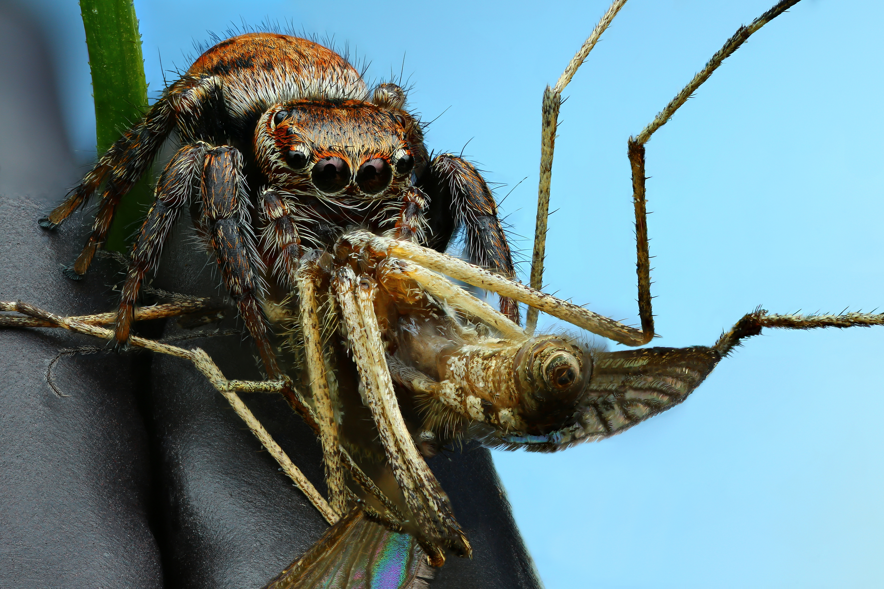 макро, природа, животное, растение, цвет, фото, голубой, паук, трава, Шаповалов Андрей