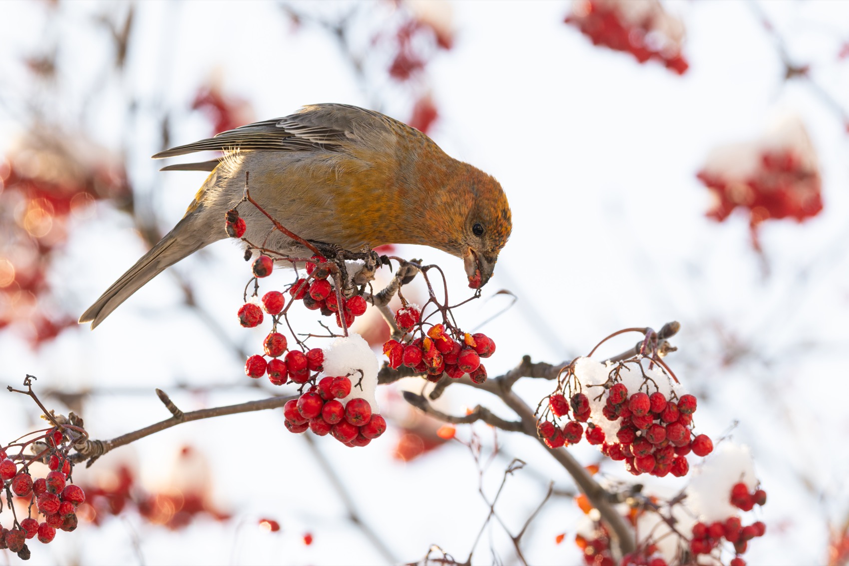 щур, рябина, птицы, Ruslan Pl
